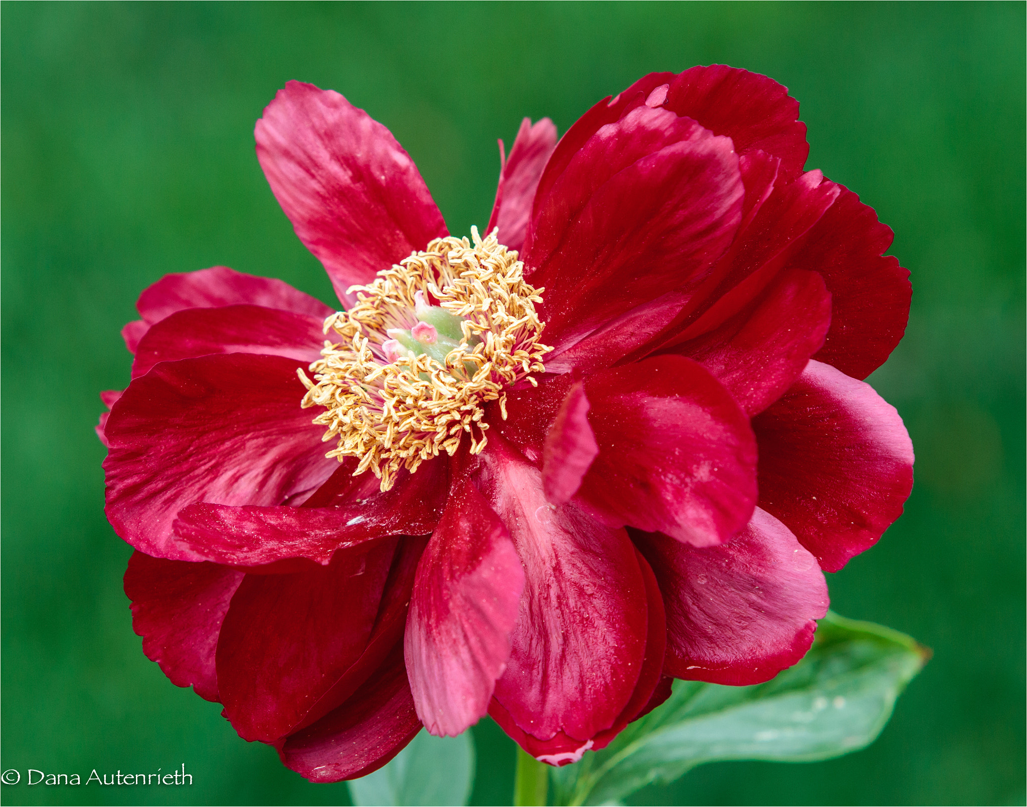 Canon EF 70-200mm F2.8L IS USM sample photo. Red peony photography