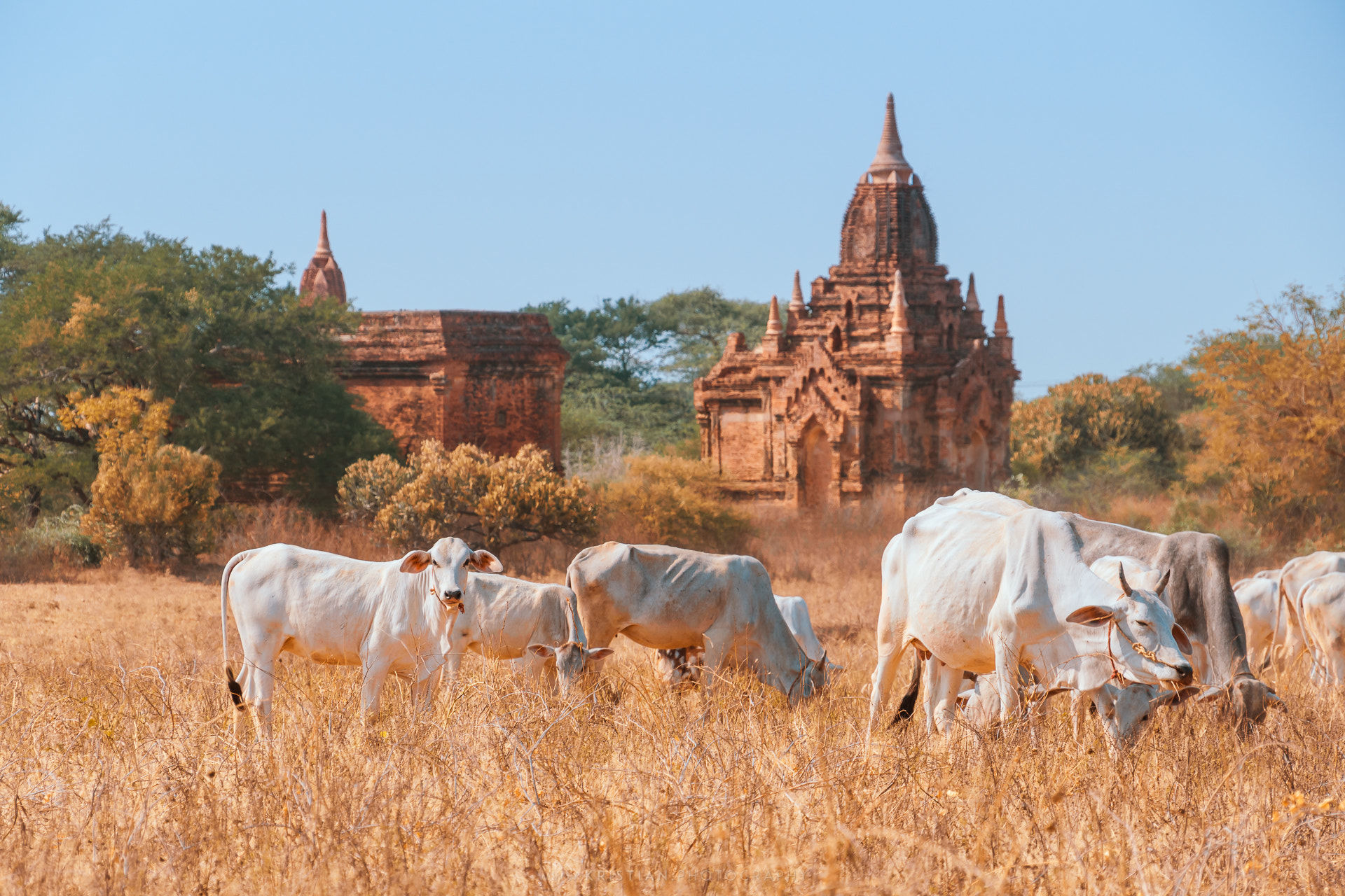 Sony a6000 sample photo. Old bagan cattle photography