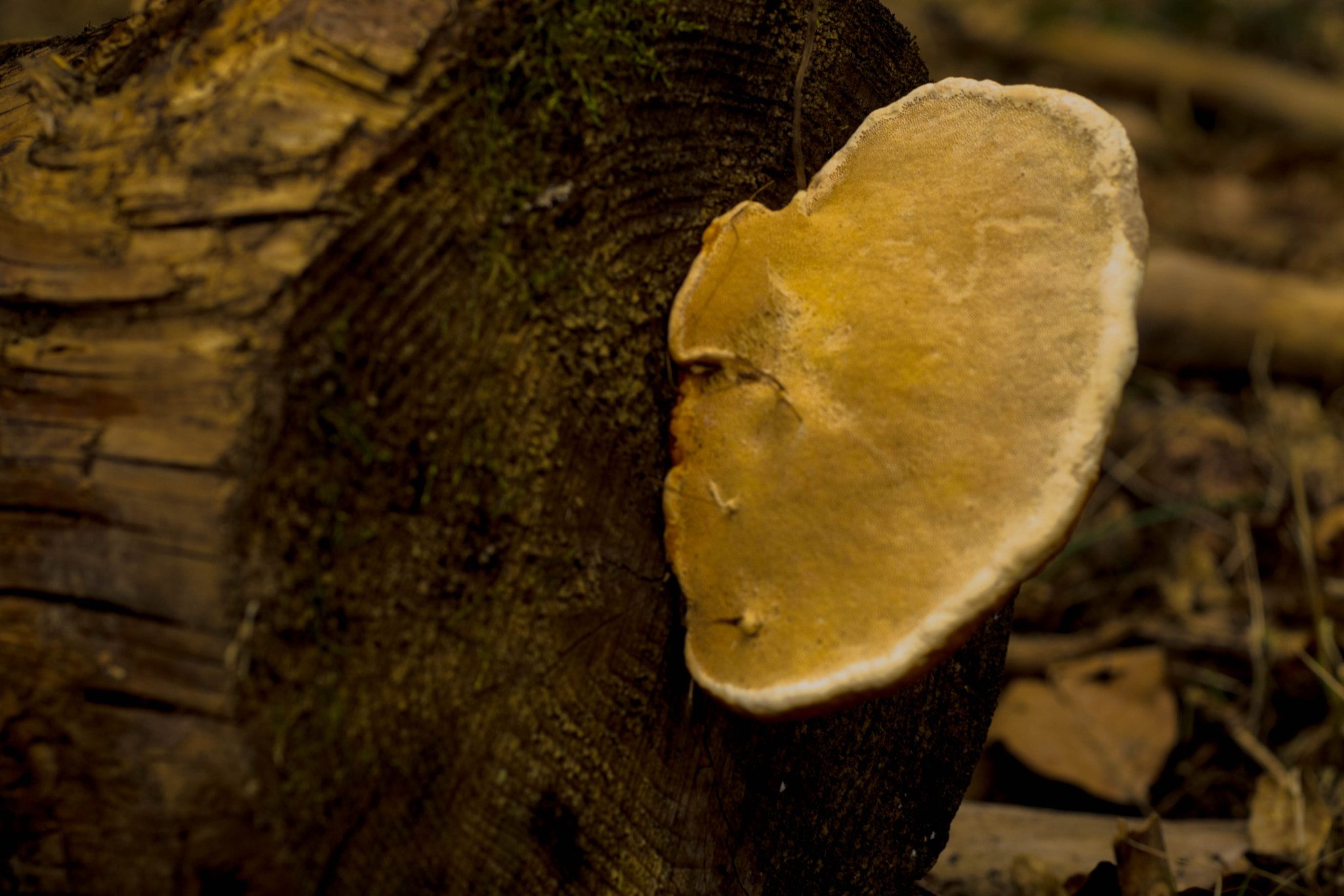 MACRO 50mm F2.8 sample photo. That's life photography