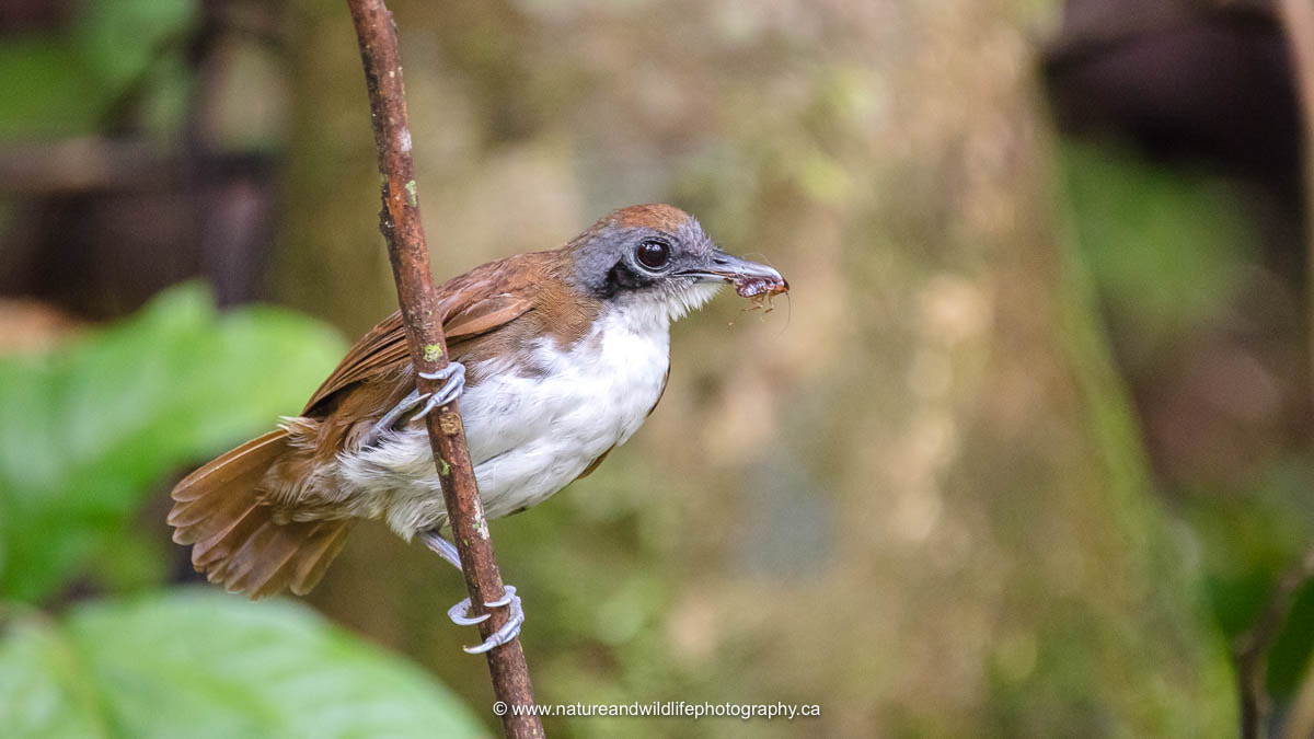 Sigma 150-600mm F5-6.3 DG OS HSM | C sample photo. Bicolored antbird photography