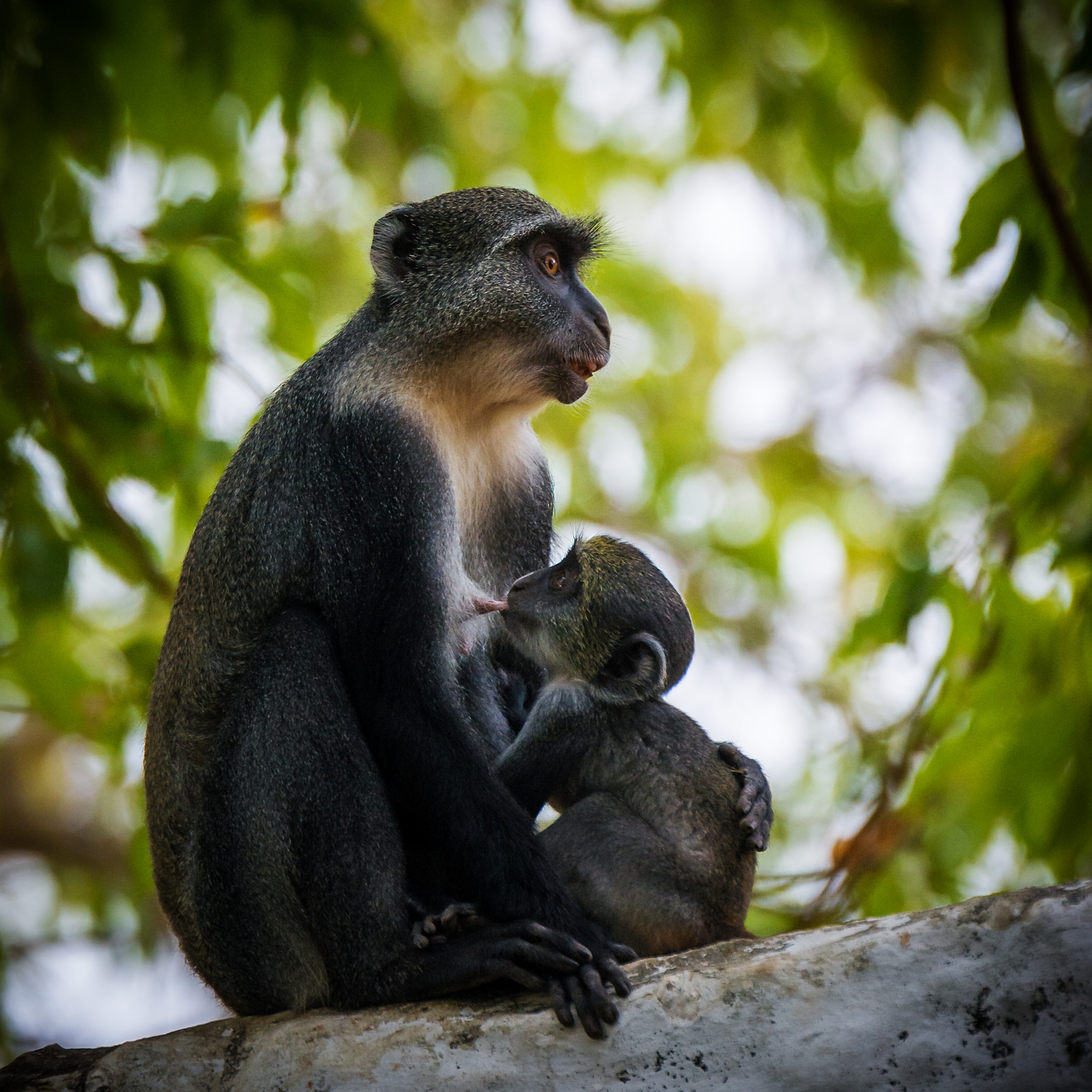 Nikon D7100 + Tamron SP 70-200mm F2.8 Di VC USD sample photo. Mother's love photography