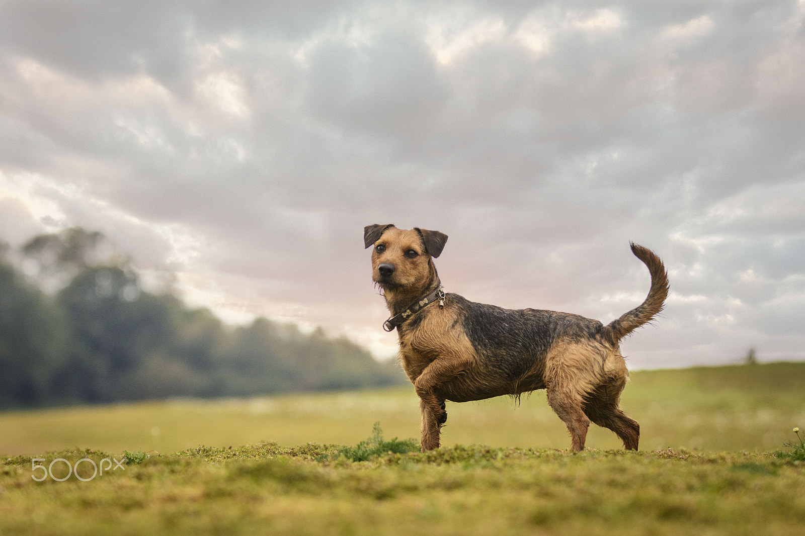 Nikon D7100 sample photo. Patterdale | dog photography by jamie morgan photography