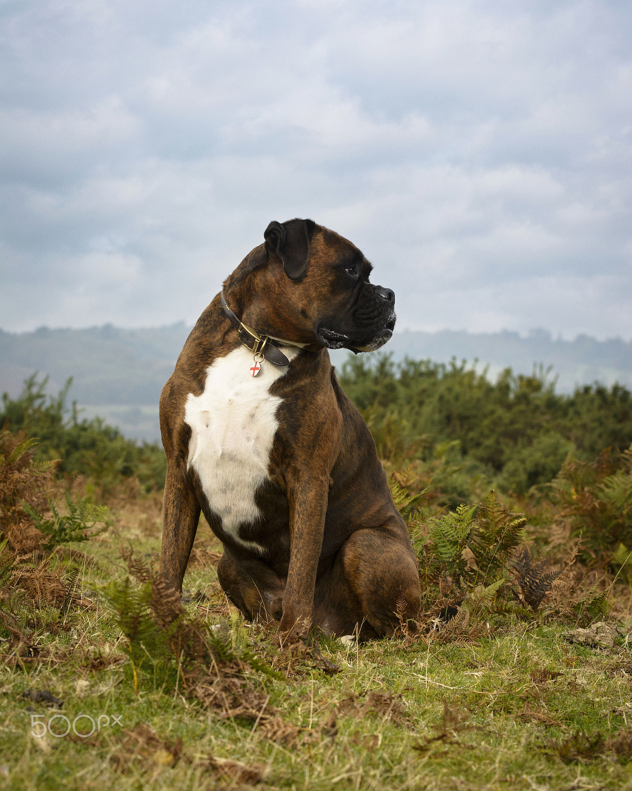 Nikon D7100 sample photo. Bulldog | dog photography by jamie morgan photography