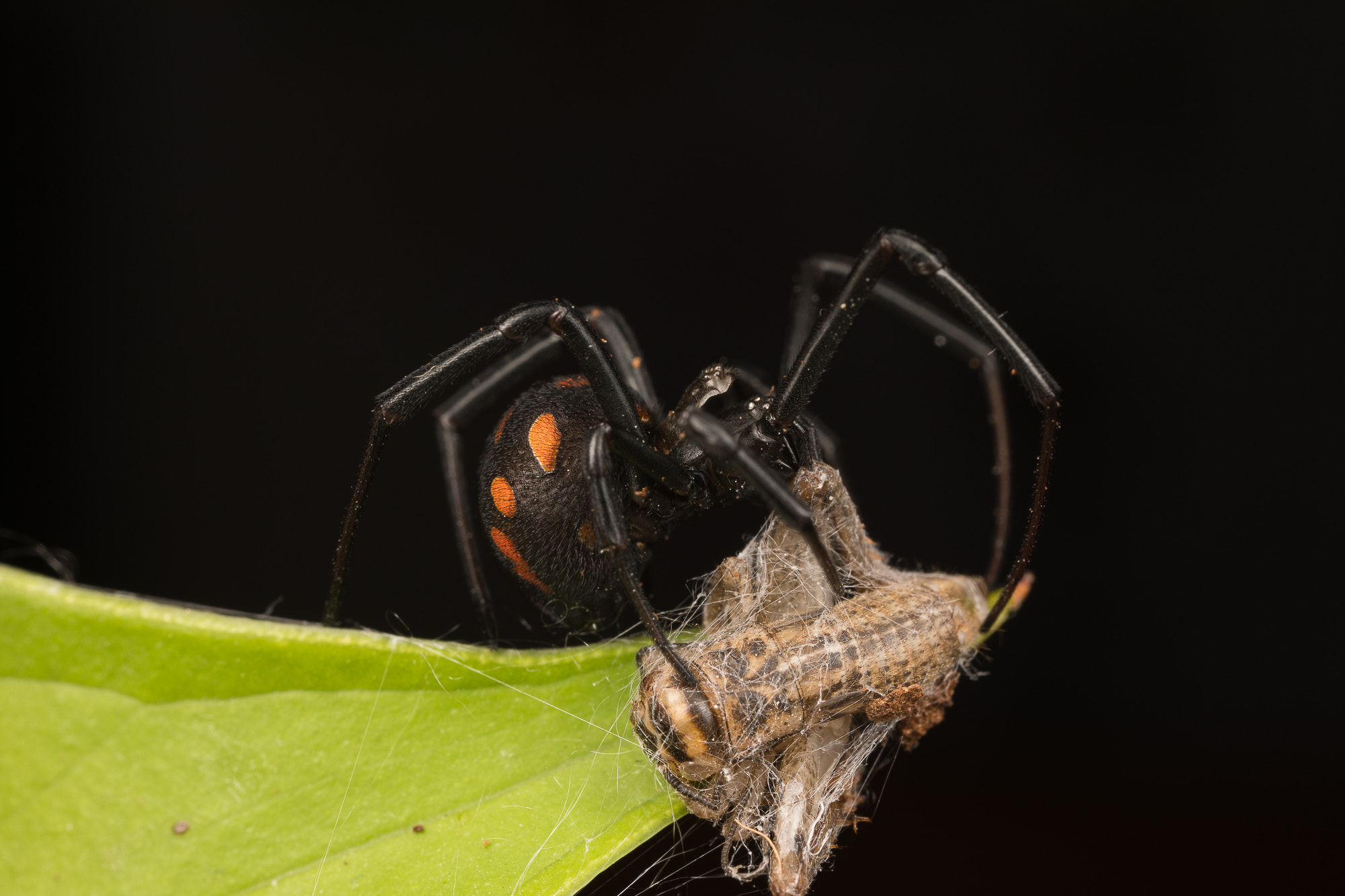 Canon MP-E 65mm F2.5 1-5x Macro Photo sample photo. Mediterranian widow photography