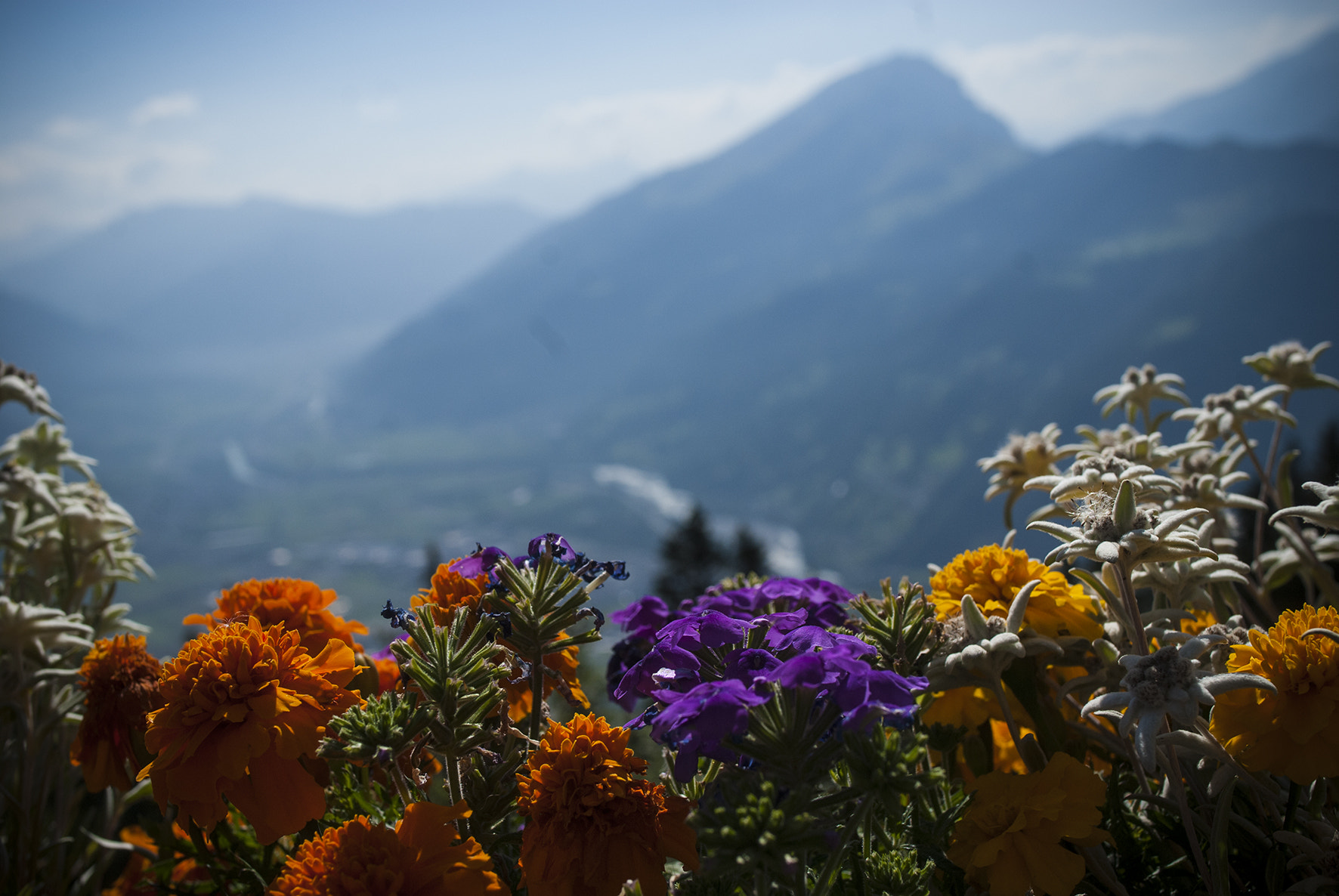 Nikon AF-S Nikkor 28mm F1.8G sample photo. Edelweiss photography
