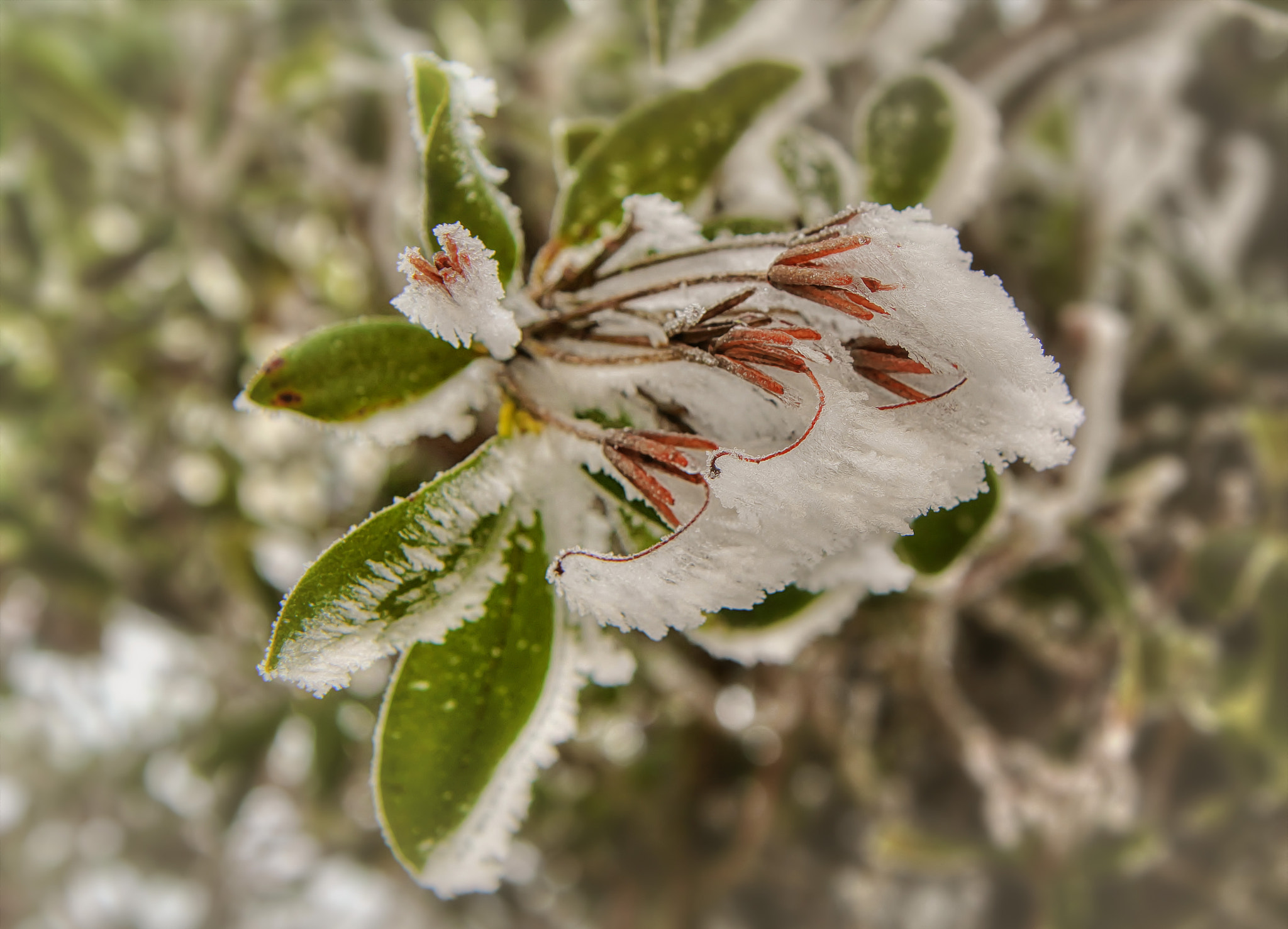 Canon EOS 60D sample photo. Eisblumen photography