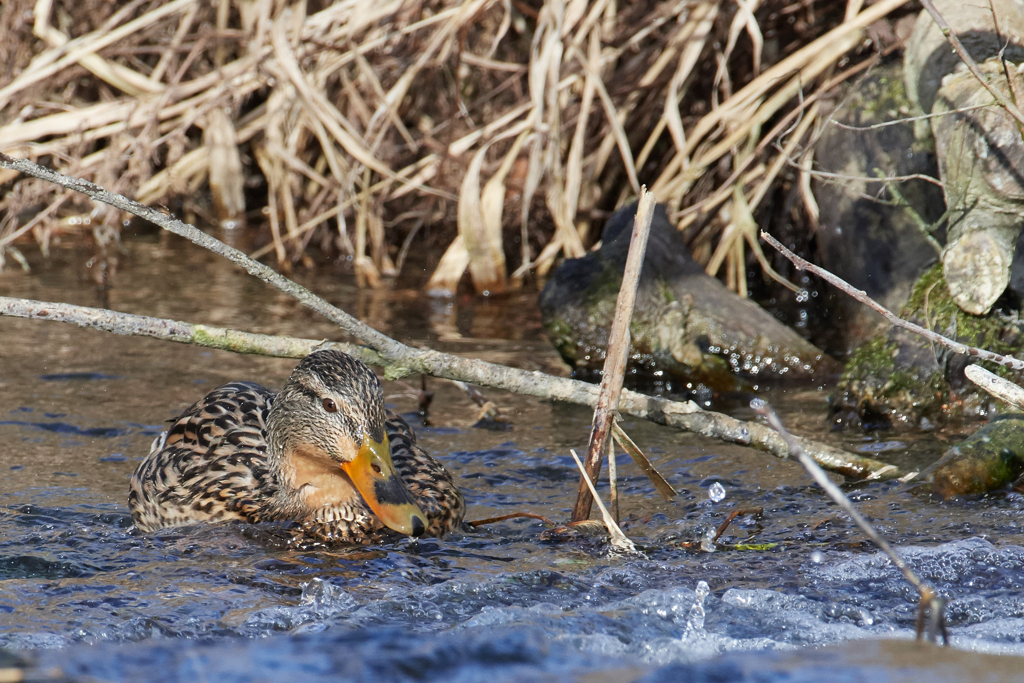 Nikon D500 sample photo. Stockente photography