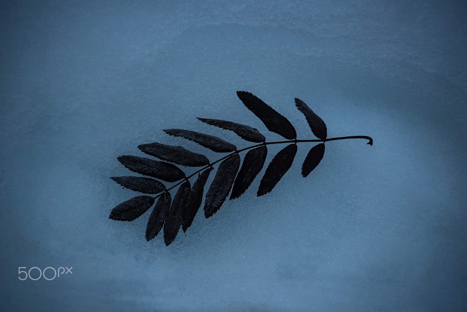 Nikon D800 sample photo. Leaf photography