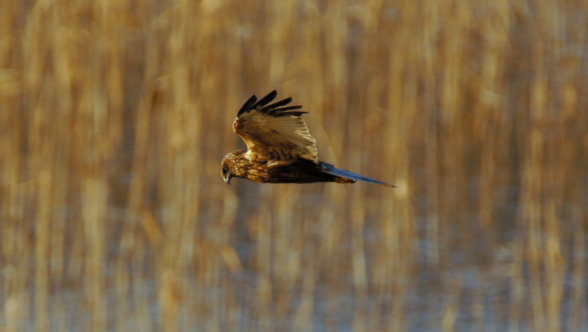 Sony SLT-A55 (SLT-A55V) + Tamron SP 150-600mm F5-6.3 Di VC USD sample photo. Wmh photography