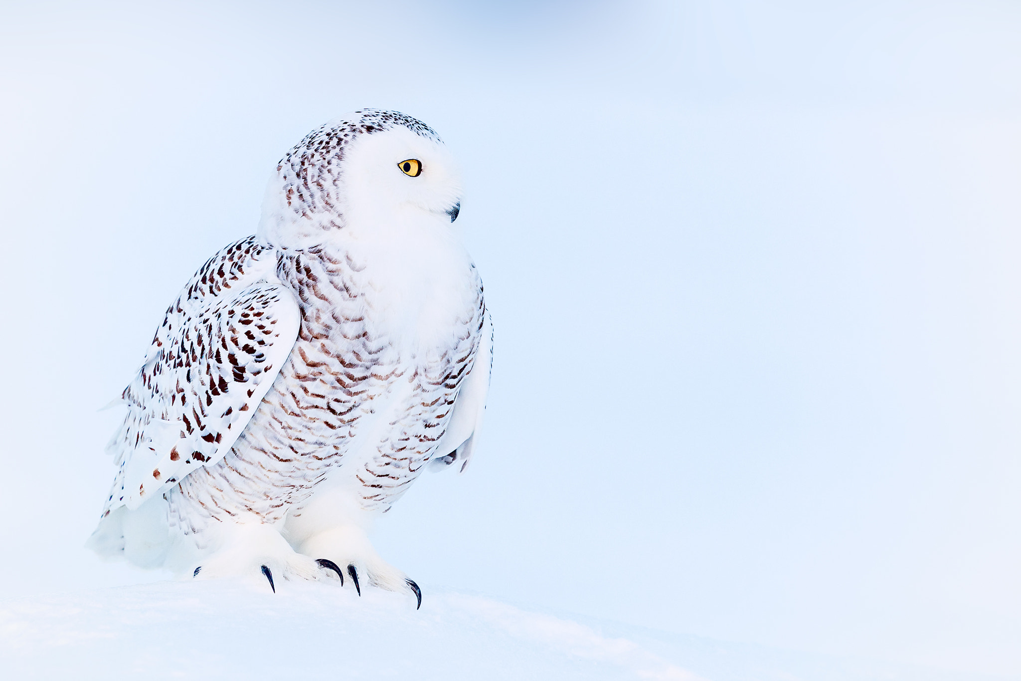 Canon EOS-1D X Mark II + Canon EF 500mm F4L IS II USM sample photo. Snow owl portrait photography