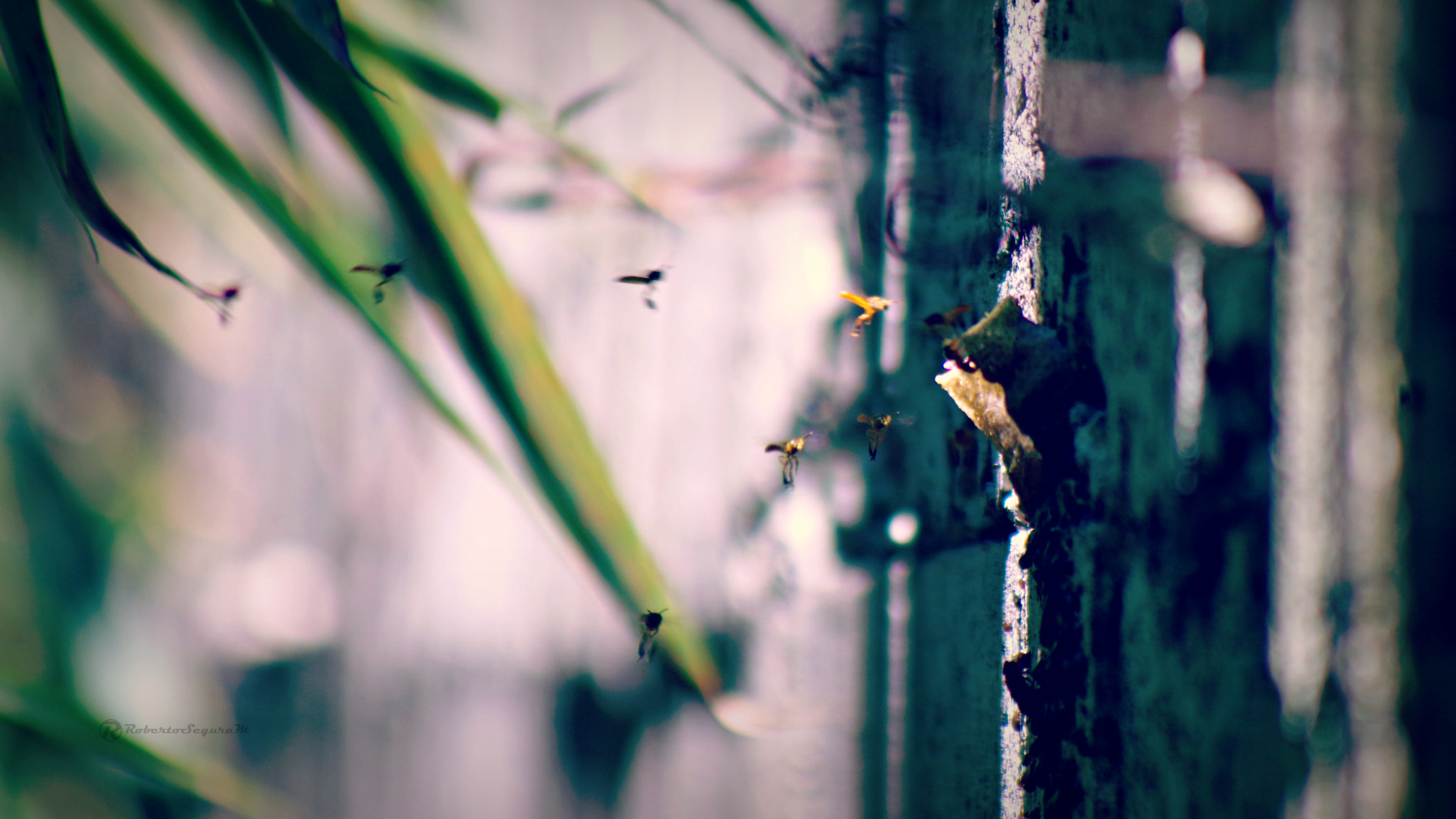 Pentax K-S2 sample photo. Wasps job photography