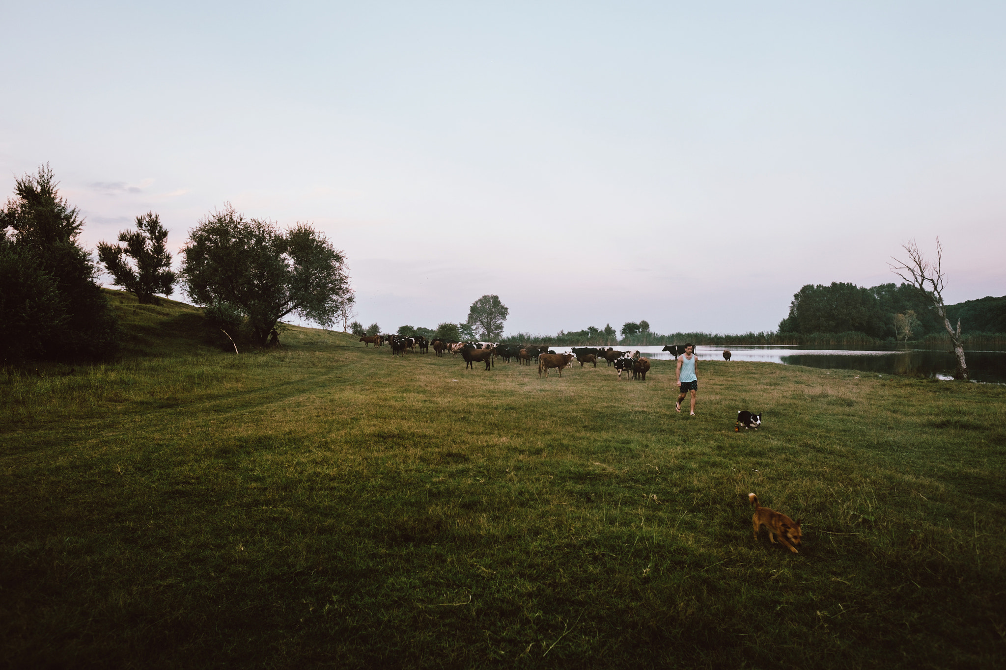 Fujifilm X-E1 + Fujifilm XF 16mm F1.4 R WR sample photo. Cows photography