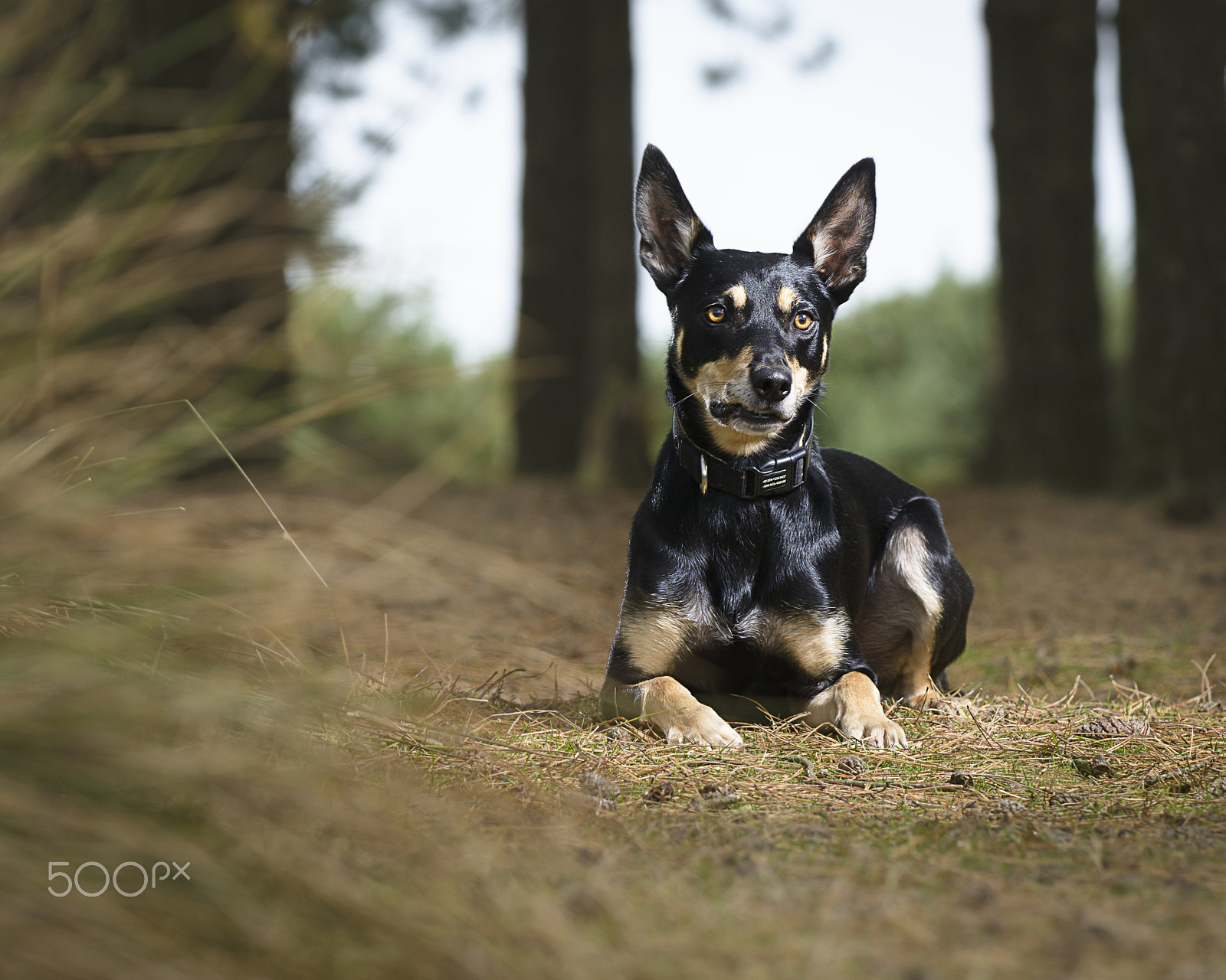 Nikon D7100 sample photo. Kelpie | dog photography by jamie morgan photography