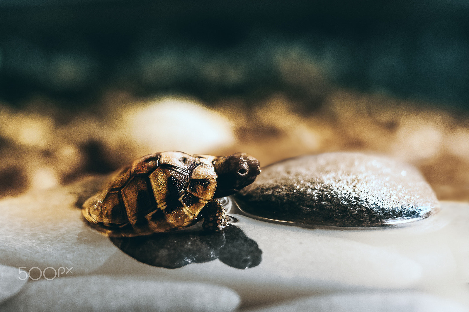 Canon EOS 80D + Canon EF 50mm F1.8 II sample photo. Awakening photography