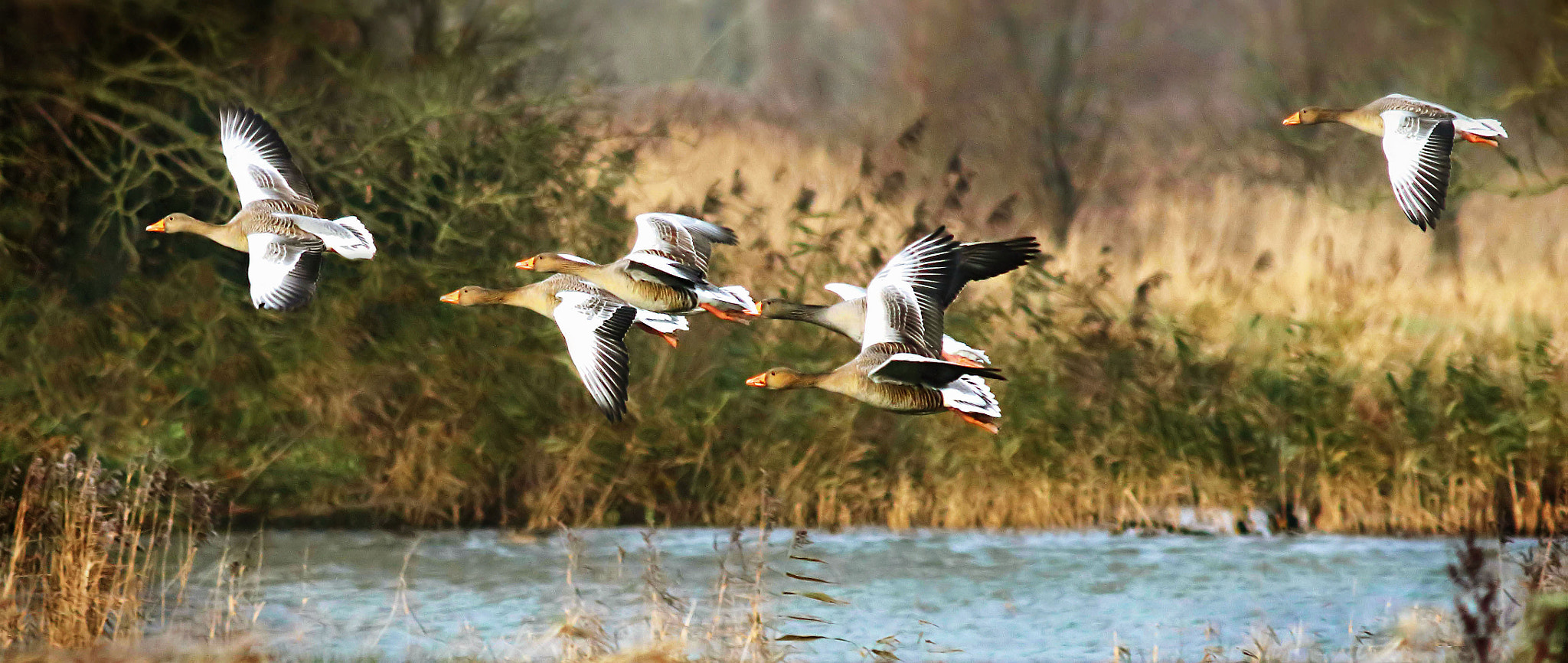 Canon EOS 7D Mark II sample photo. Greylack geese at the wetlands photography