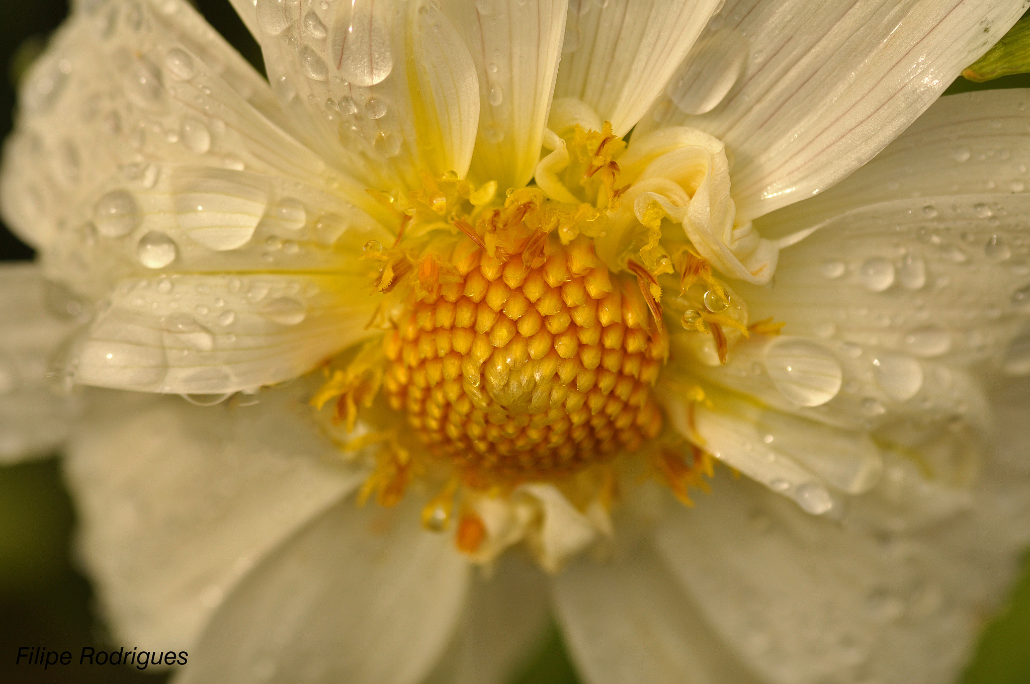 AF Micro-Nikkor 105mm f/2.8 sample photo. Droplets photography
