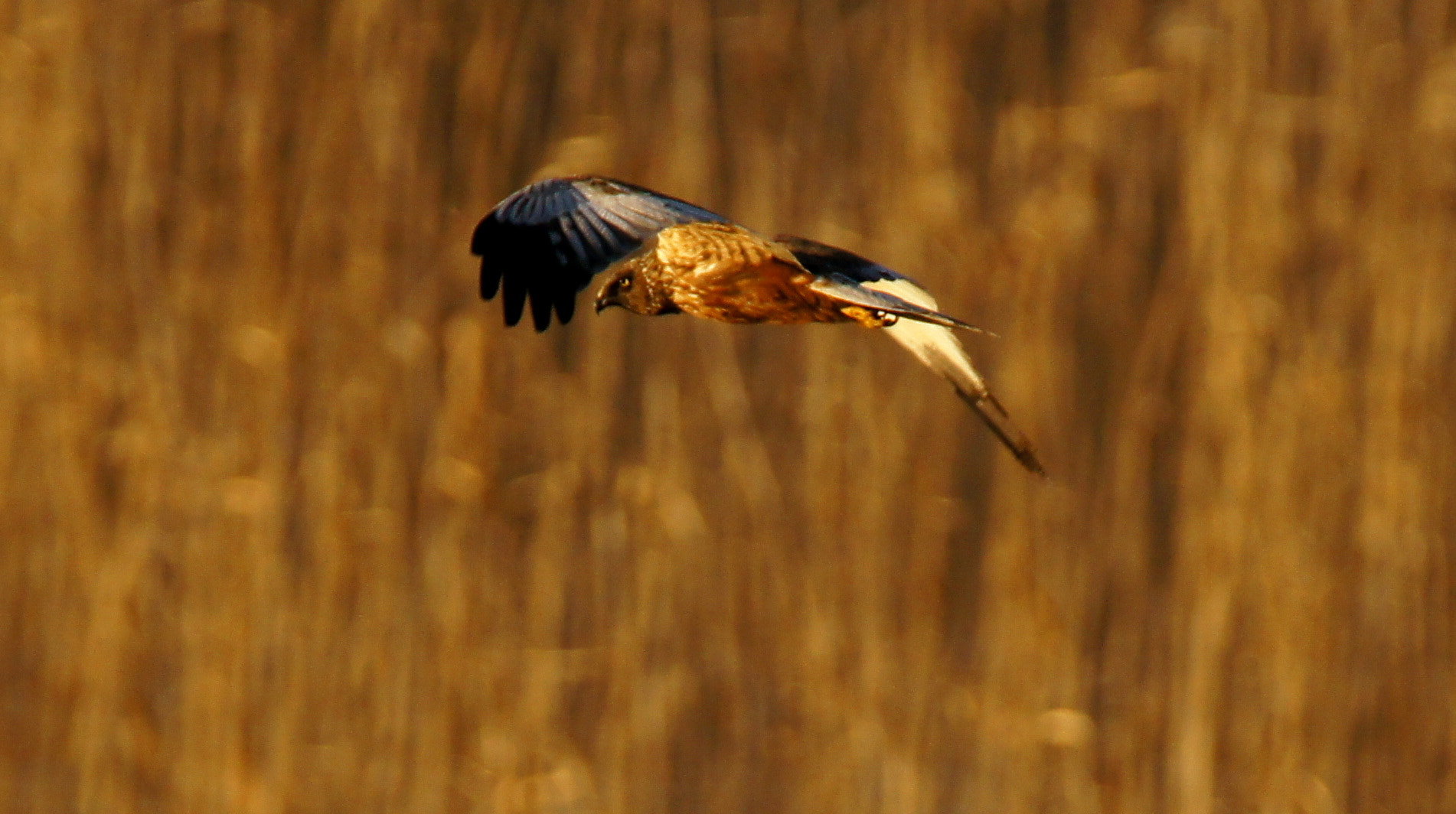 Sony SLT-A55 (SLT-A55V) + Tamron SP 150-600mm F5-6.3 Di VC USD sample photo. Wmh 3 photography