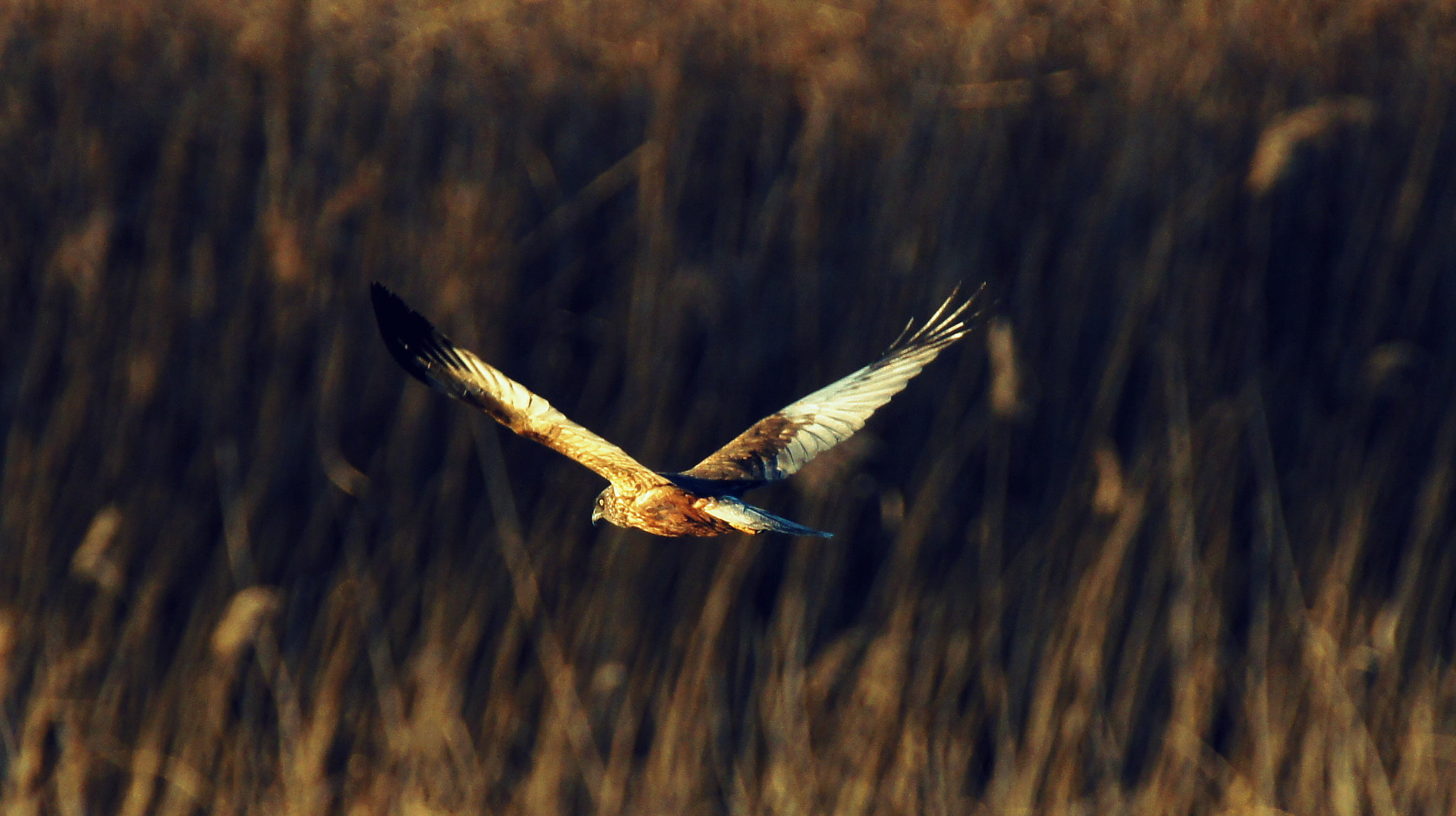 Sony SLT-A55 (SLT-A55V) + Tamron SP 150-600mm F5-6.3 Di VC USD sample photo. Wmh 5 photography