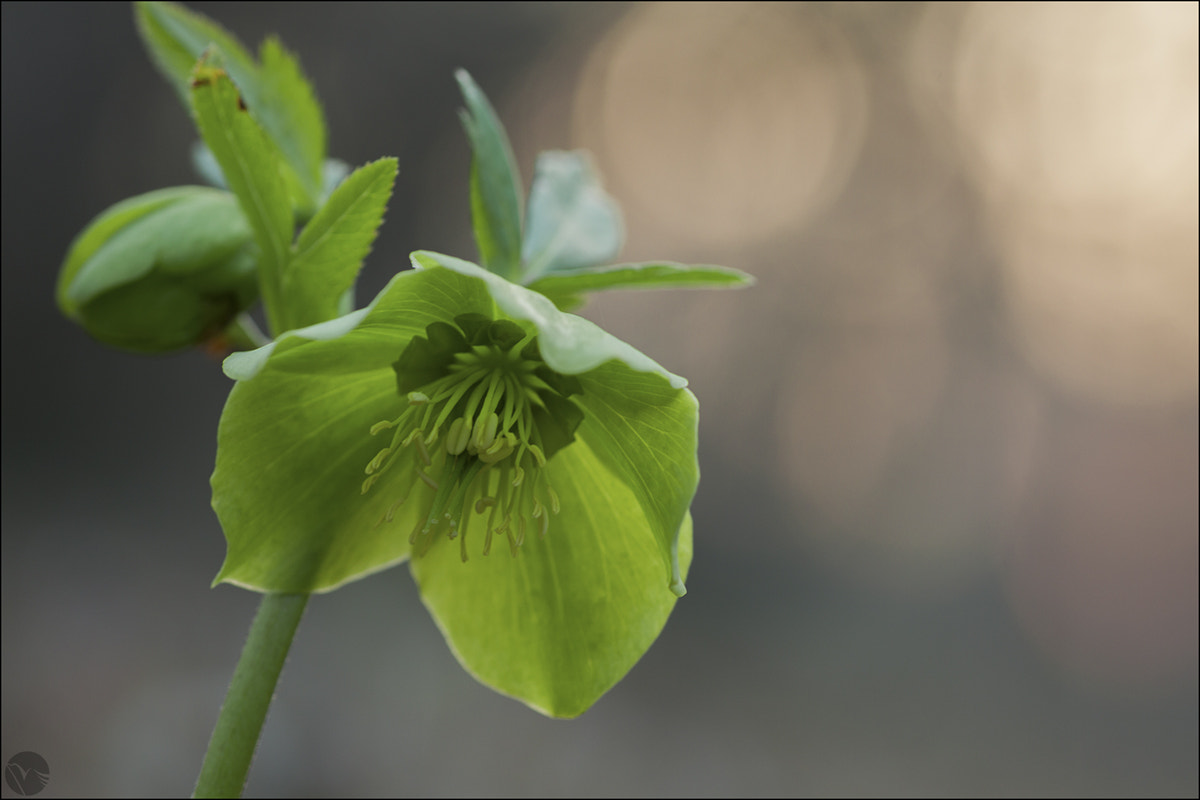 Sigma 105mm F2.8 EX DG OS HSM sample photo