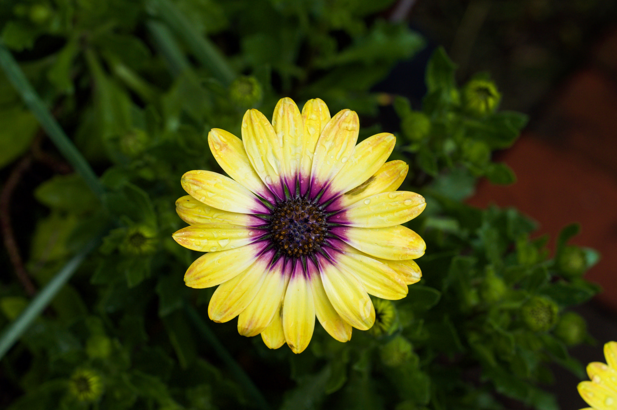 Nikon AF Nikkor 50mm F1.8D sample photo. Yellow flower photography