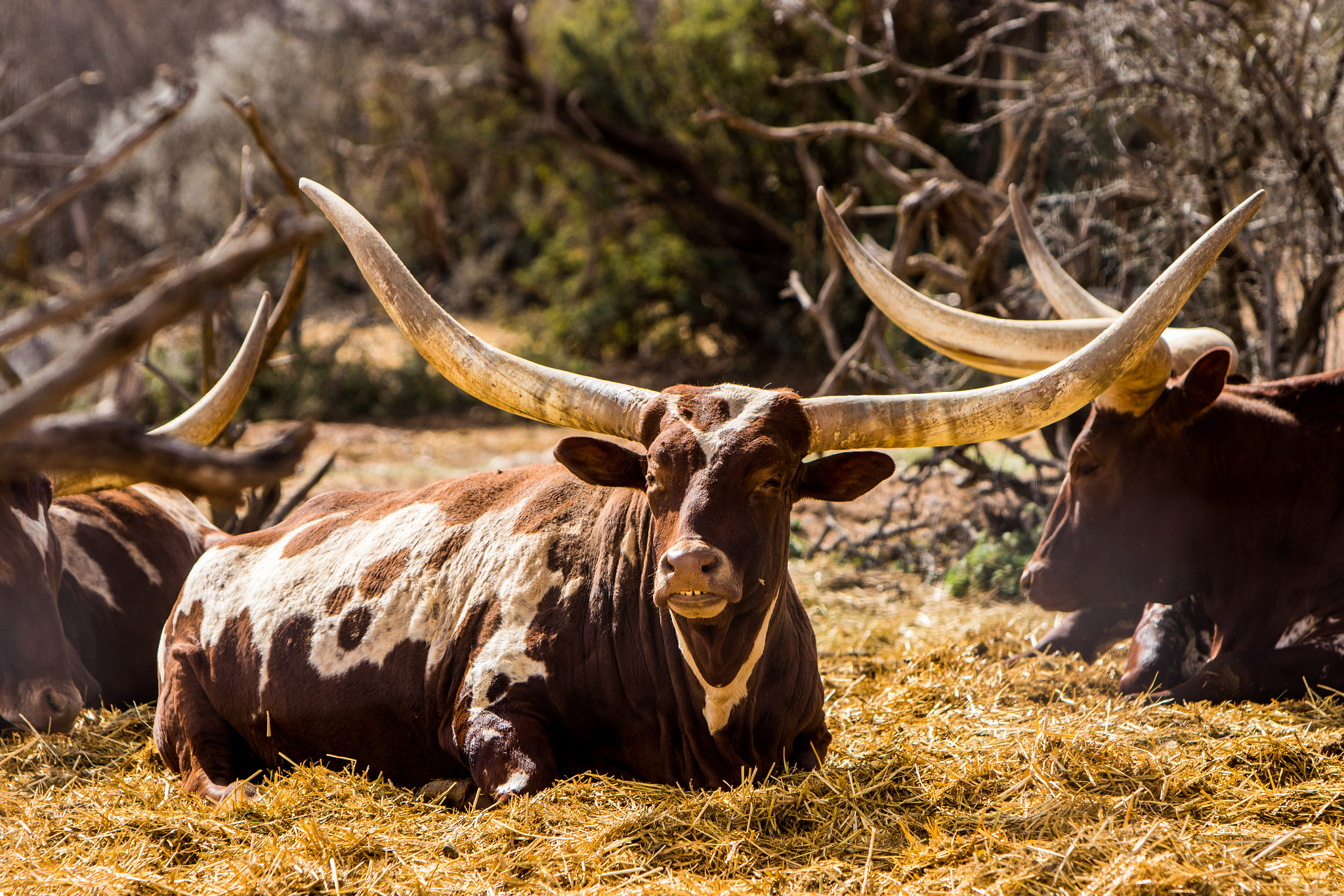Canon EF 70-200mm F2.8L IS USM sample photo. Ankole longhorn, ankole-watusi photography