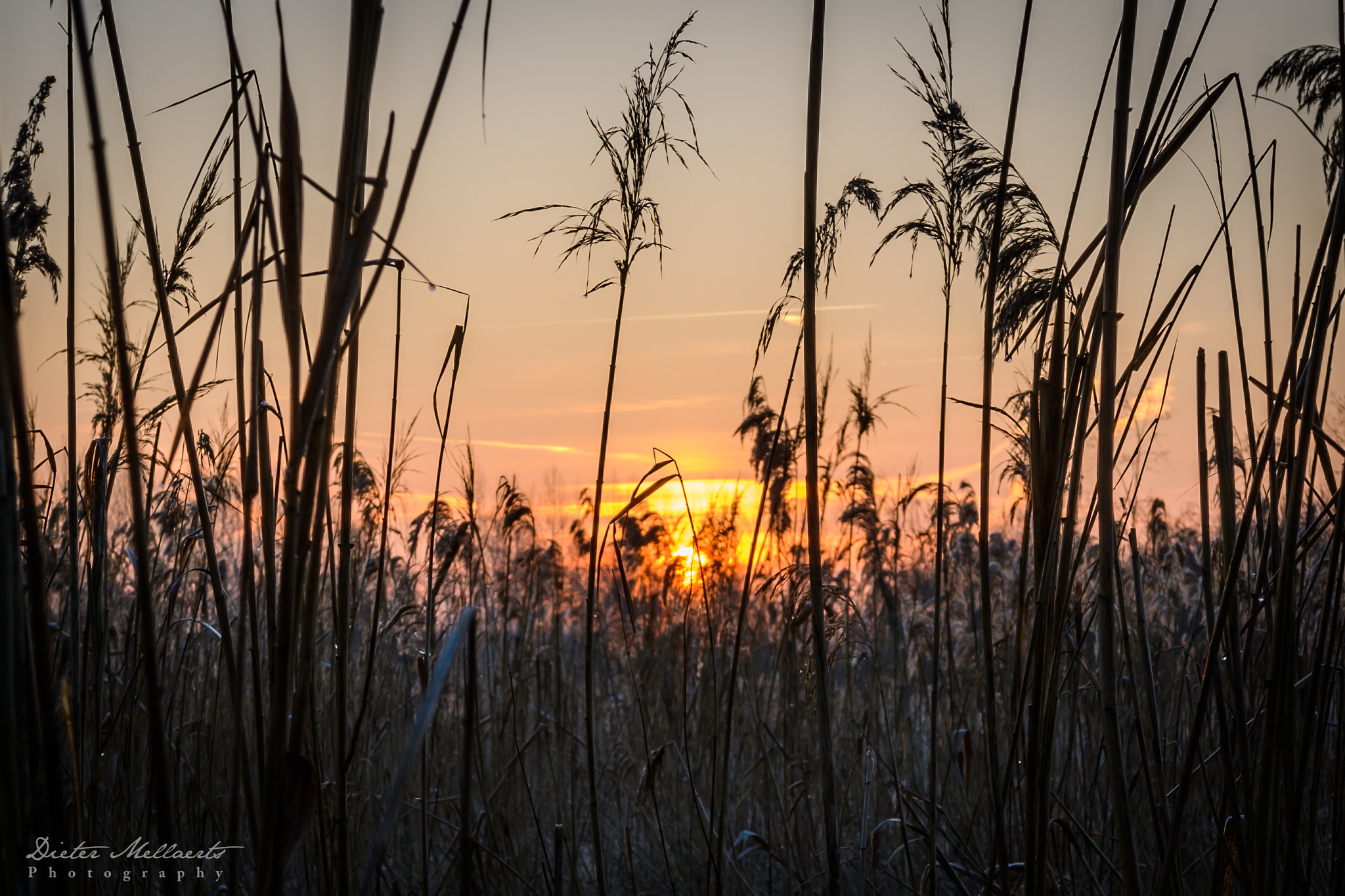 Nikon D500 + Sigma 18-35mm F1.8 DC HSM Art sample photo. Sunrise through the reed photography