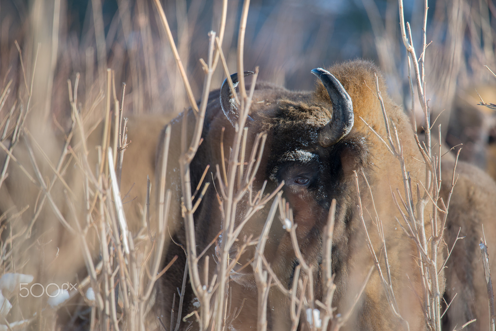 Nikon D800 + Sigma 50mm F2.8 EX DG Macro sample photo. Who's there? photography