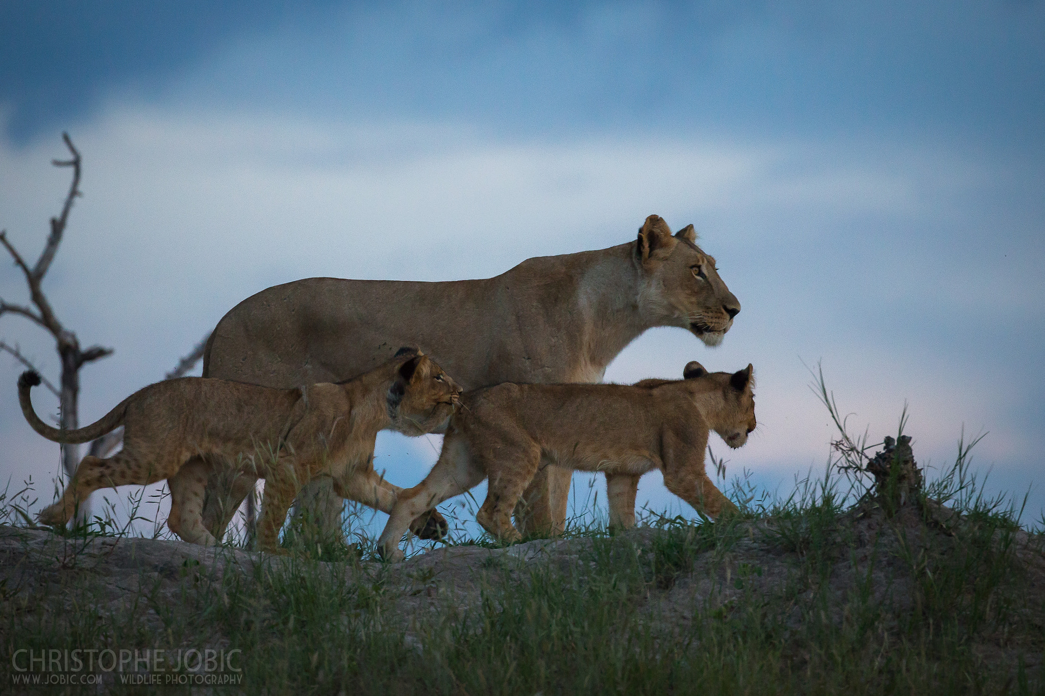 Canon EOS-1D X sample photo. Lioness with two cubs on a lookout photography