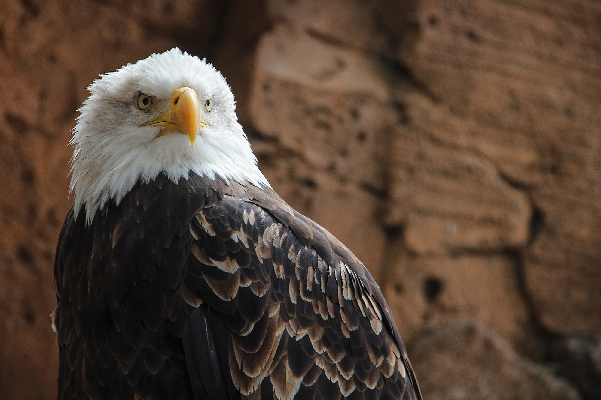 Canon EOS 650D (EOS Rebel T4i / EOS Kiss X6i) sample photo. American eagle photography
