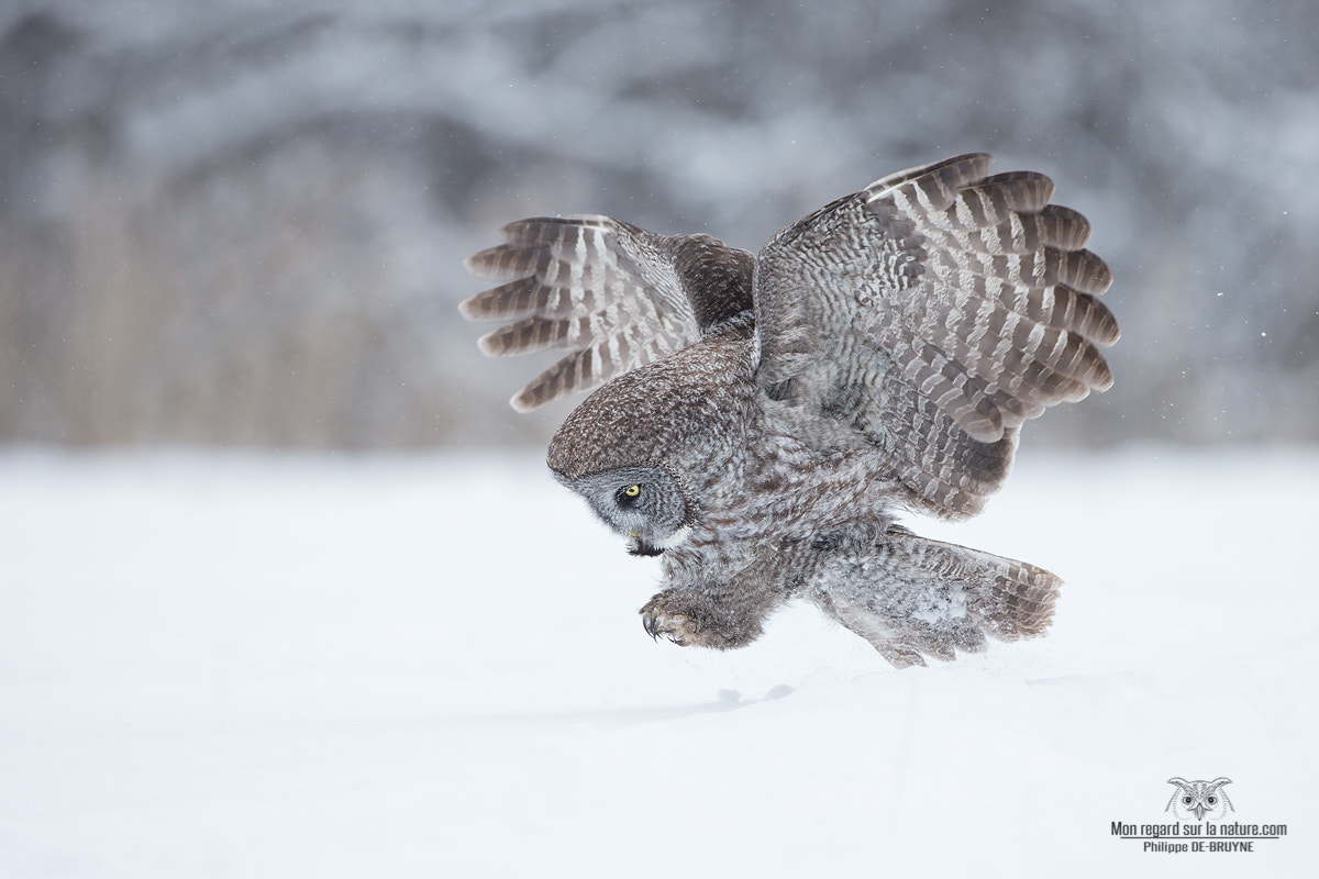 Canon EOS-1D X + Canon EF 500mm F4L IS USM sample photo. Lapone !! photography