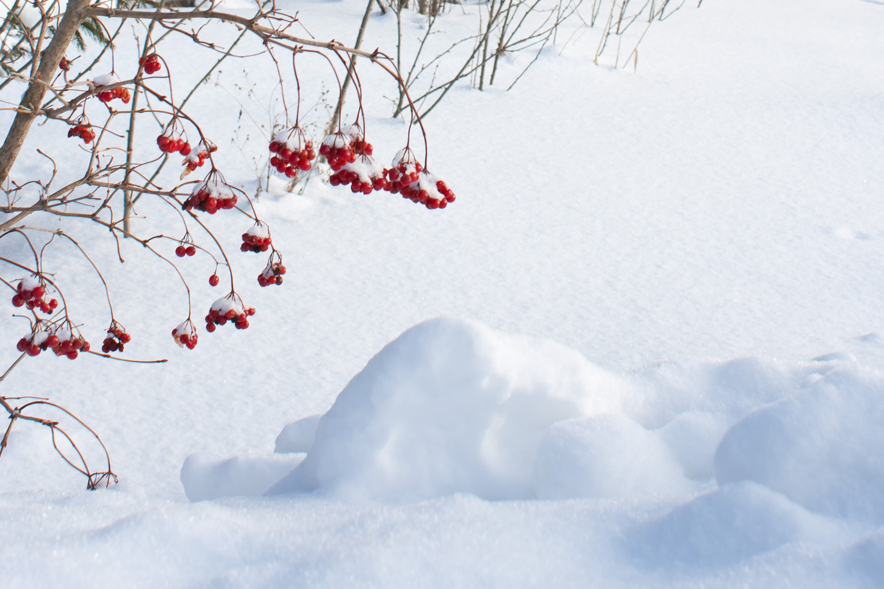 Canon EF 28mm F1.8 USM sample photo. Red and white photography
