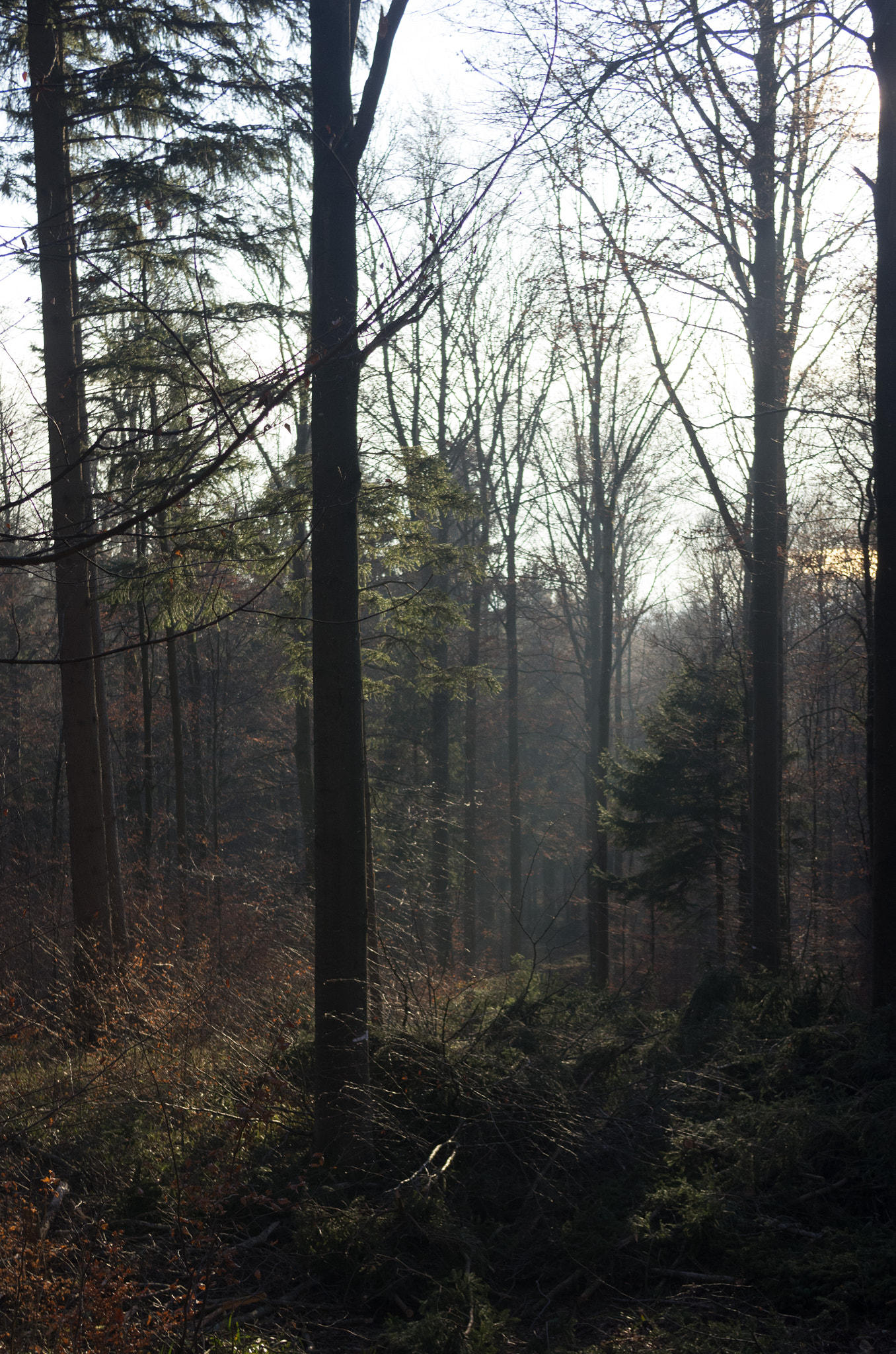 smc PENTAX-DA L 18-55mm F3.5-5.6 sample photo. Magic forest photography