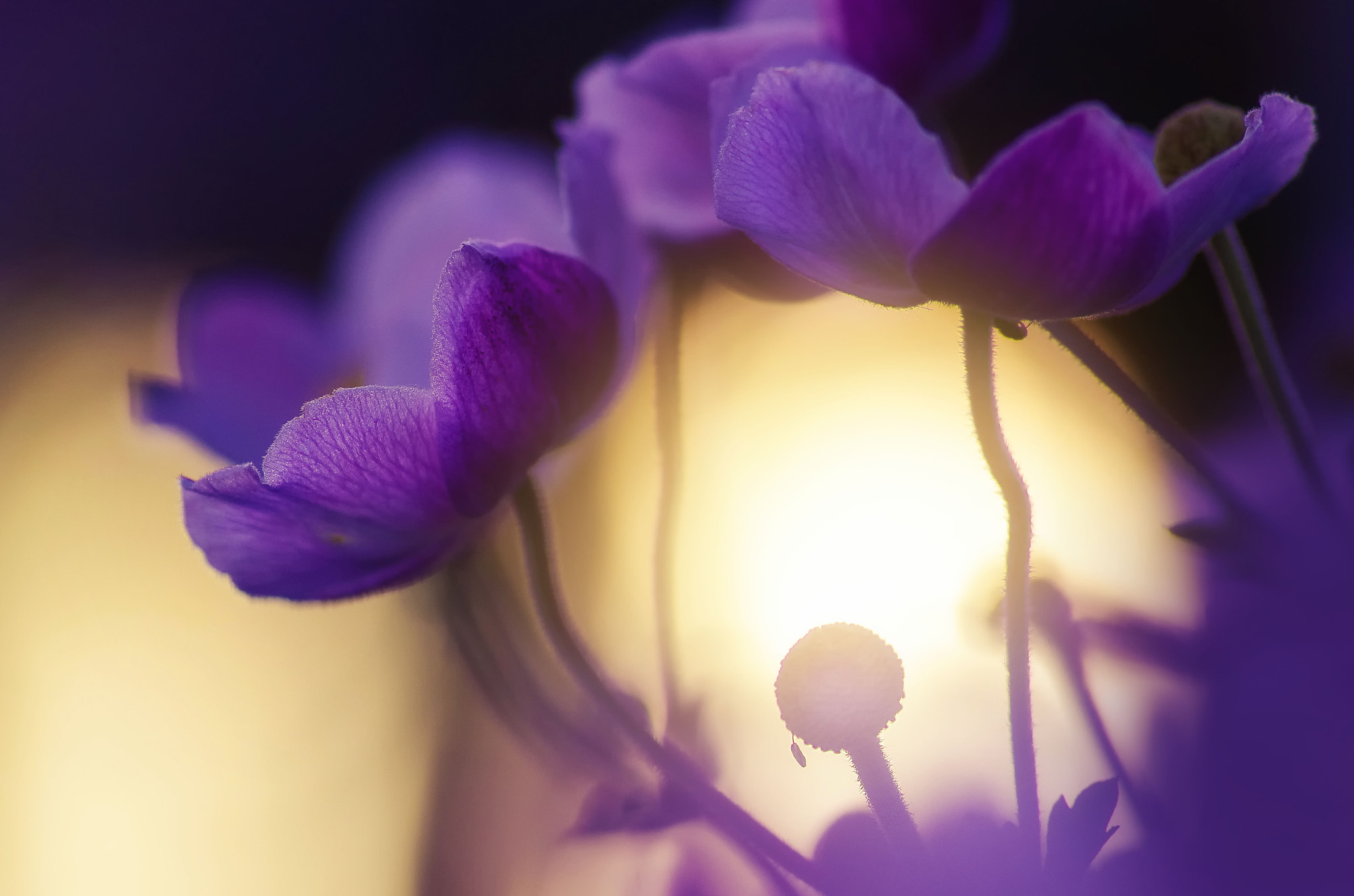 Pentax smc D-FA 100mm F2.8 Macro WR sample photo. *** photography