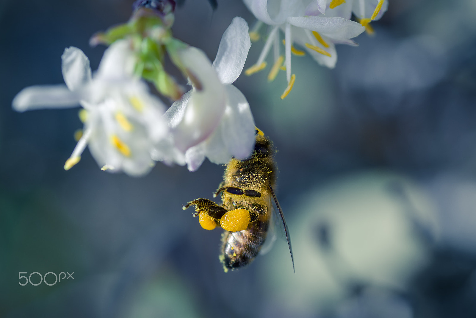 Tamron SP AF 90mm F2.8 Di Macro sample photo. Bee rich photography