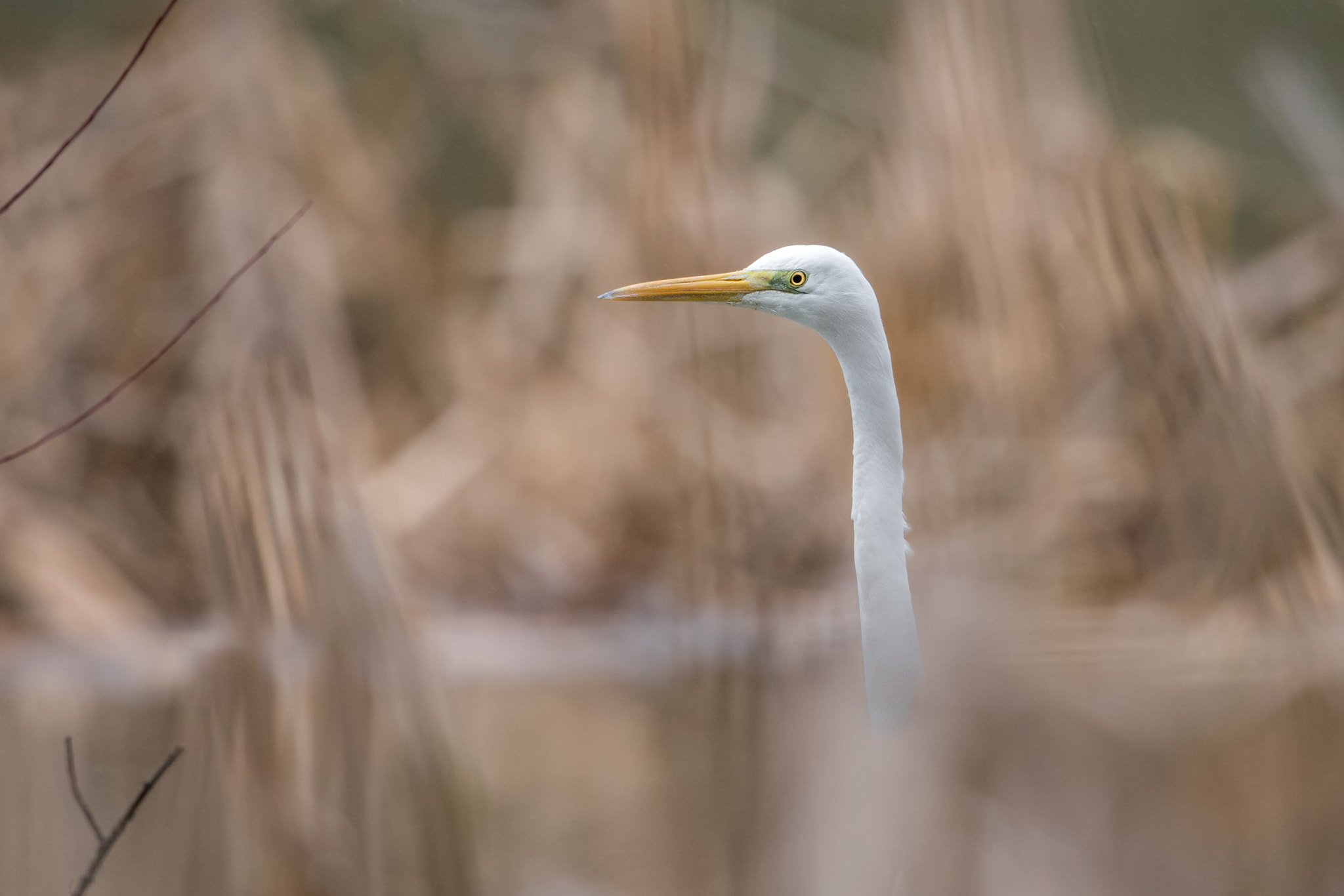 Nikon D810 + Nikon AF-S Nikkor 600mm F4G ED VR sample photo. Aigrette photography