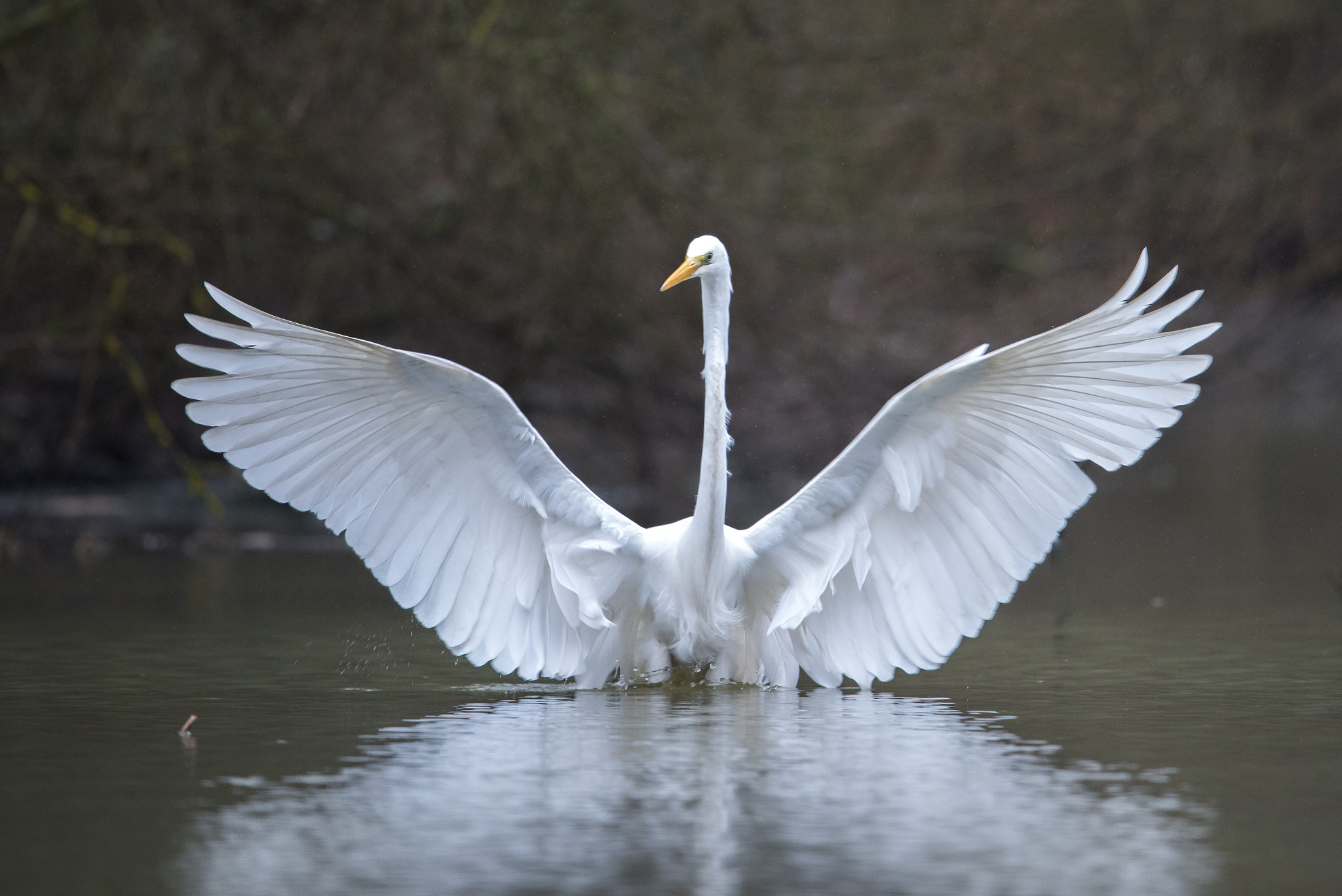 Nikon D810 + Nikon AF-S Nikkor 600mm F4G ED VR sample photo. Aigrette photography