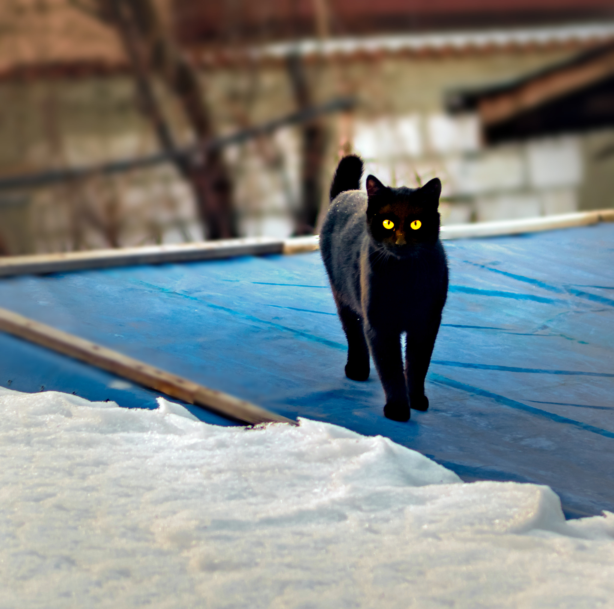 Nikon D500 sample photo. Cat photography