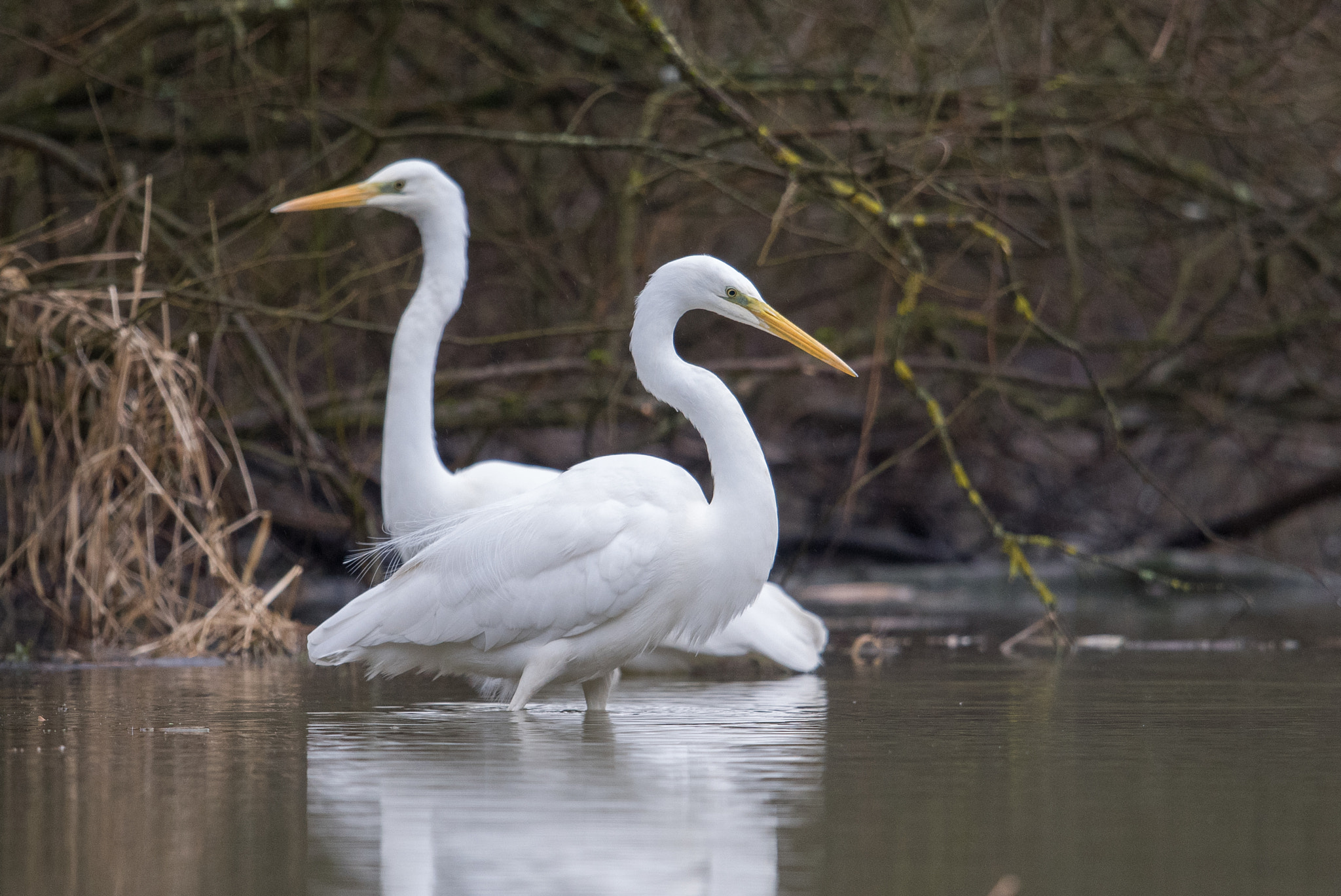 Nikon D810 sample photo. Aigrette photography