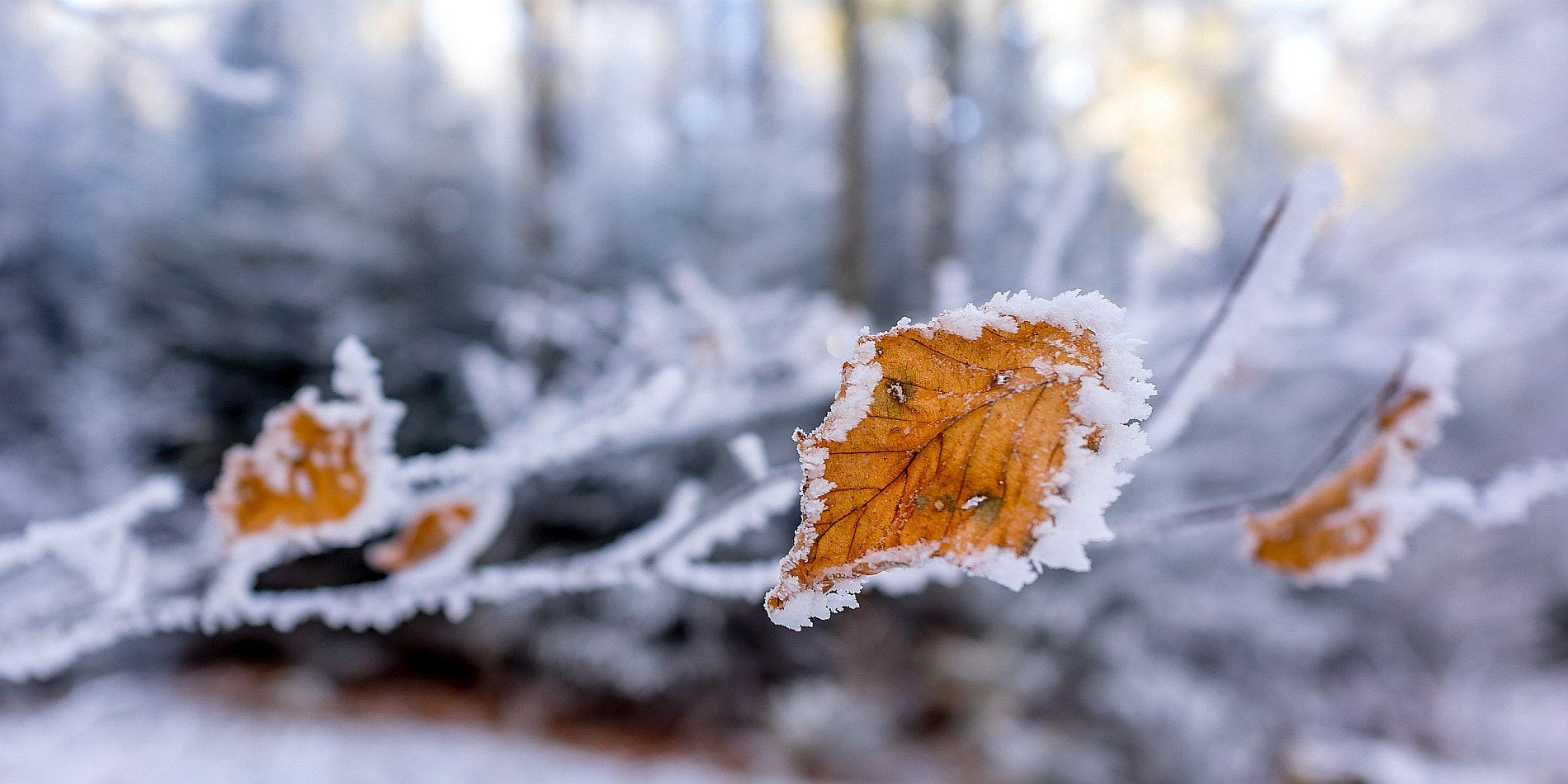 Sony a7 + E 21mm F2.8 sample photo. Face of frost photography