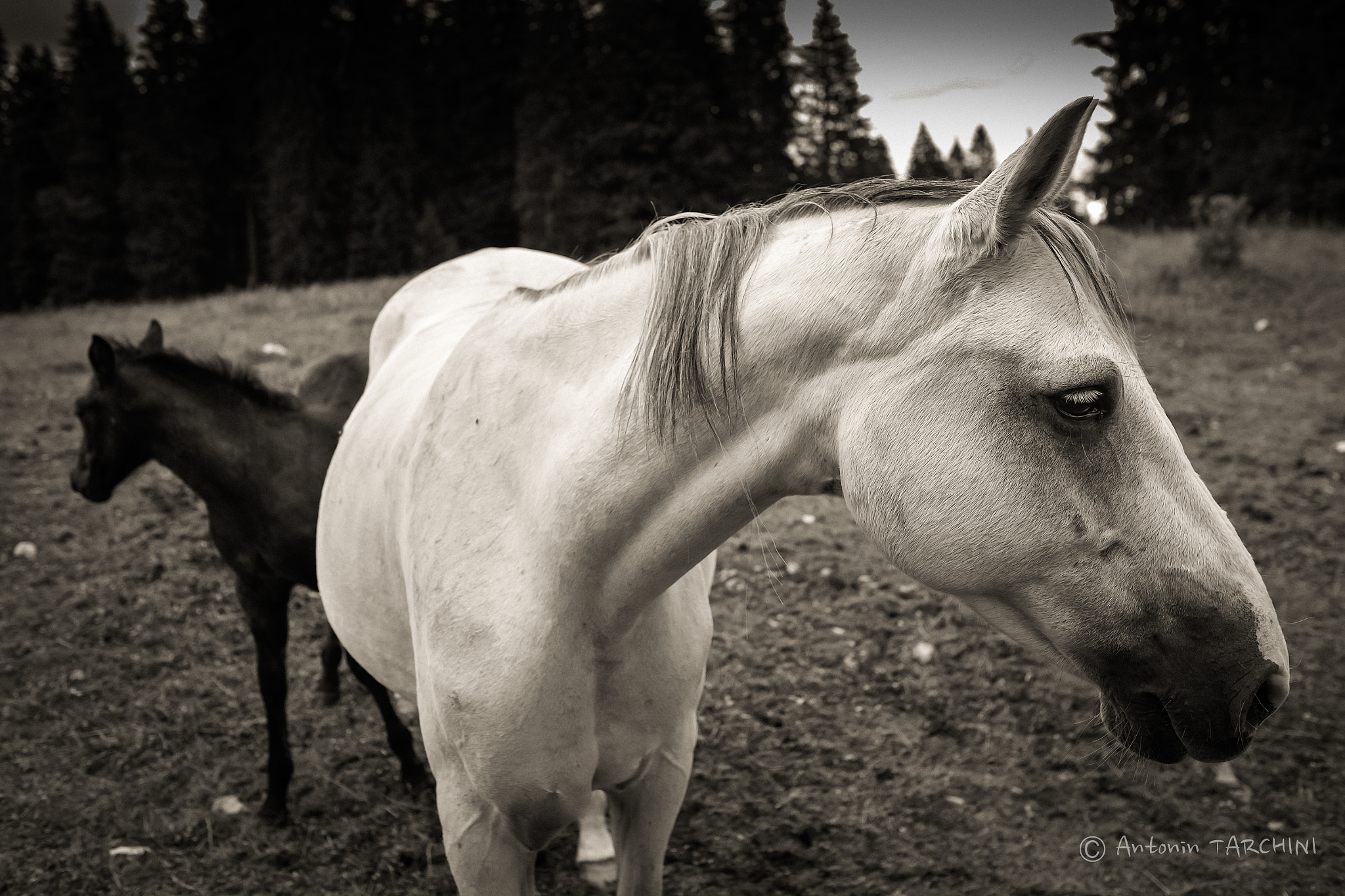 Fujifilm XF 23mm F1.4 R sample photo. Black & white photography