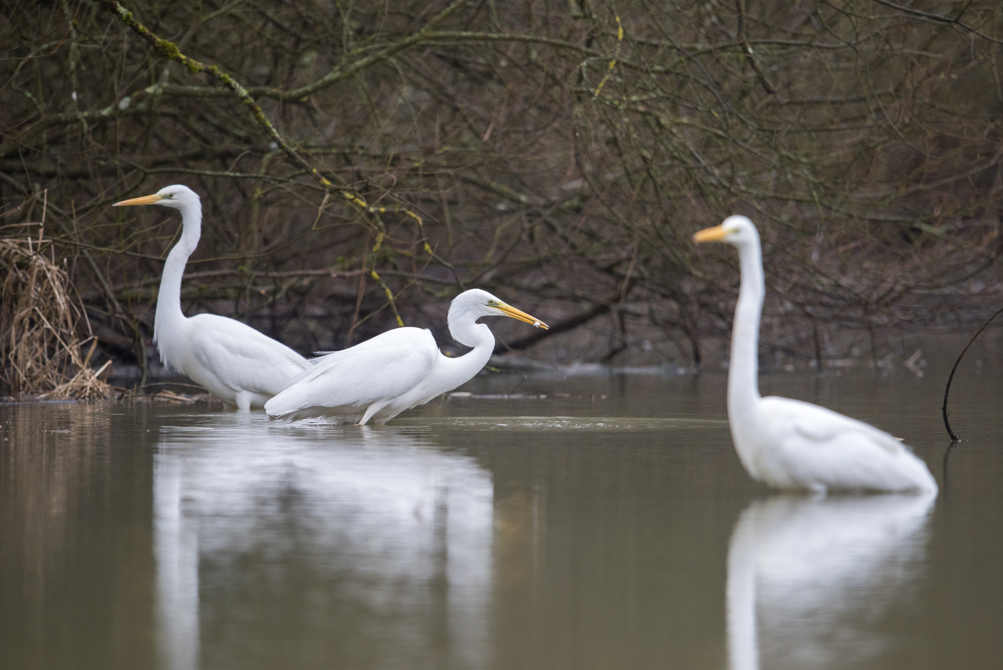 Nikon D810 + Nikon AF-S Nikkor 600mm F4G ED VR sample photo. Aigrette photography