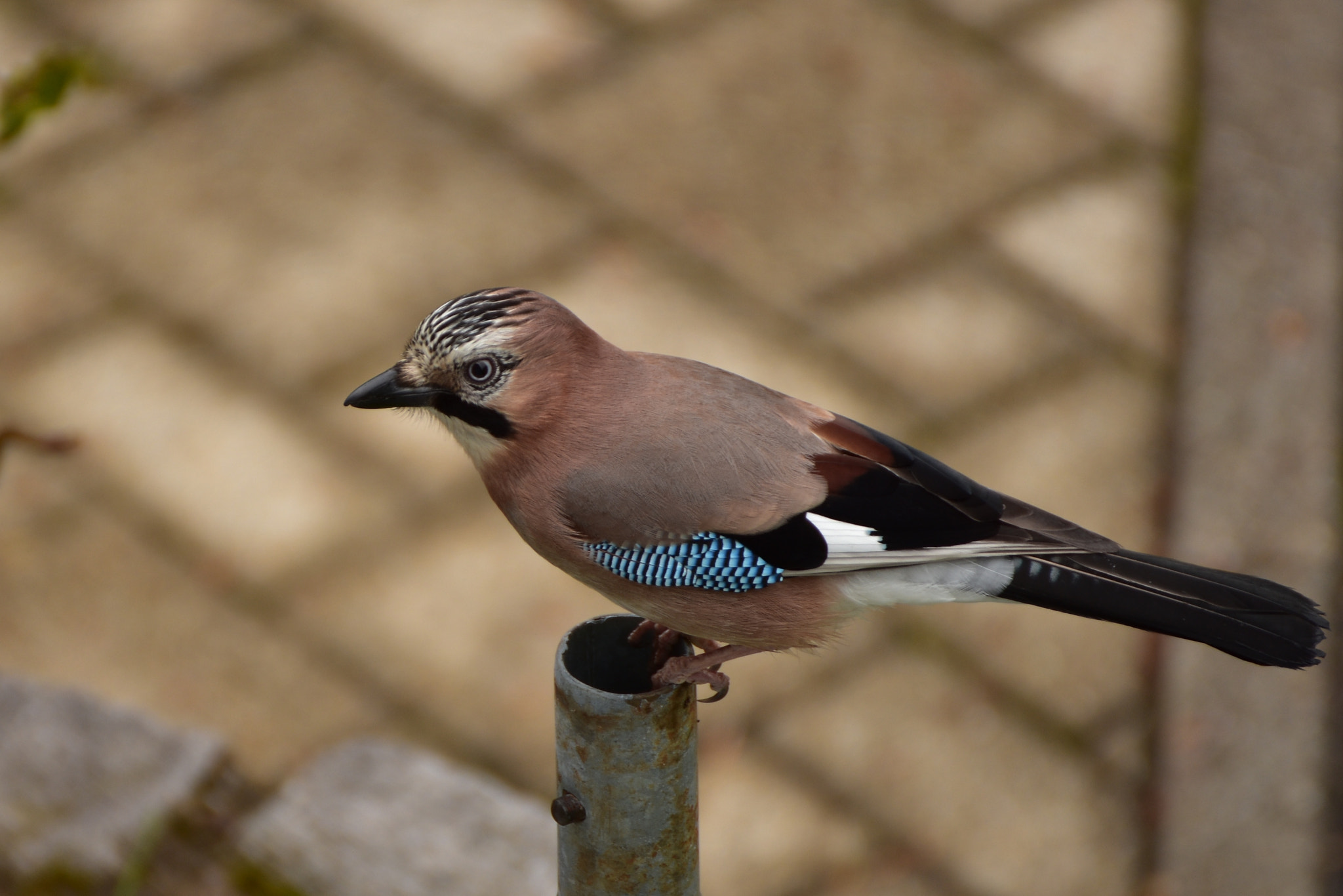 Nikon D7200 sample photo. Hey jay photography