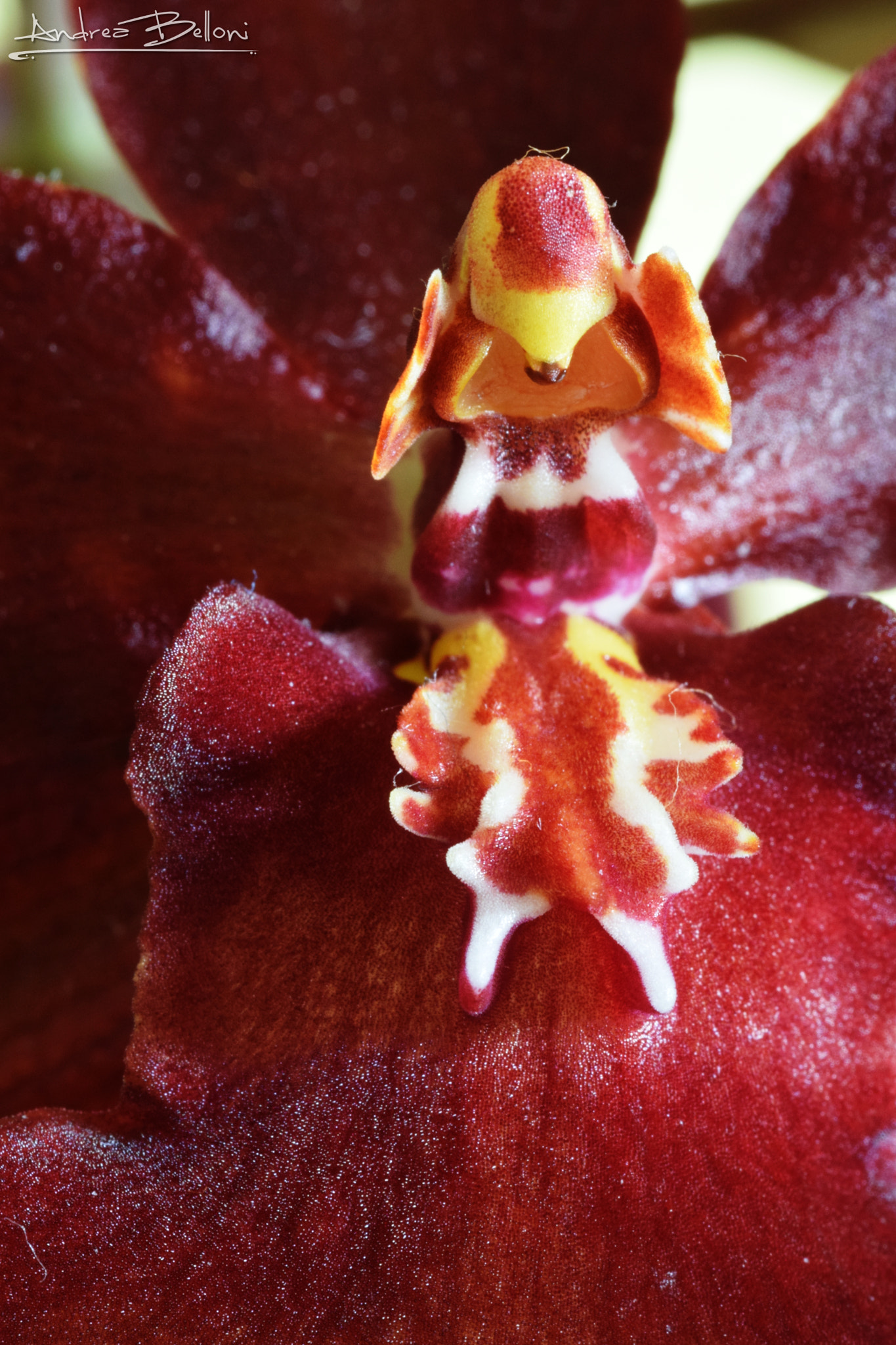 Sigma 105mm F2.8 EX DG OS HSM sample photo. Red orchid photography