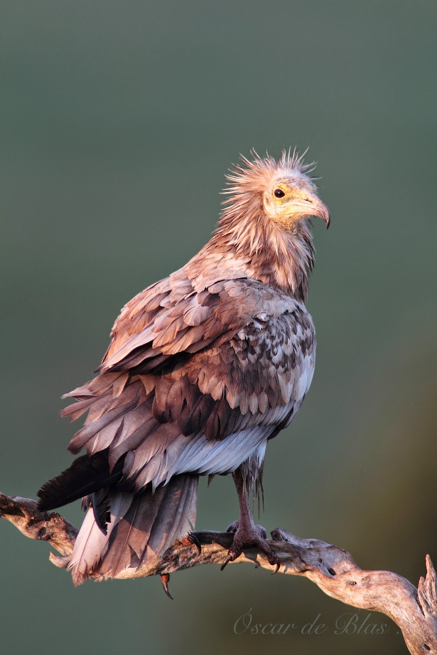 Canon EF 400mm f/2.8L + 1.4x sample photo. Egyptian vulture  photography