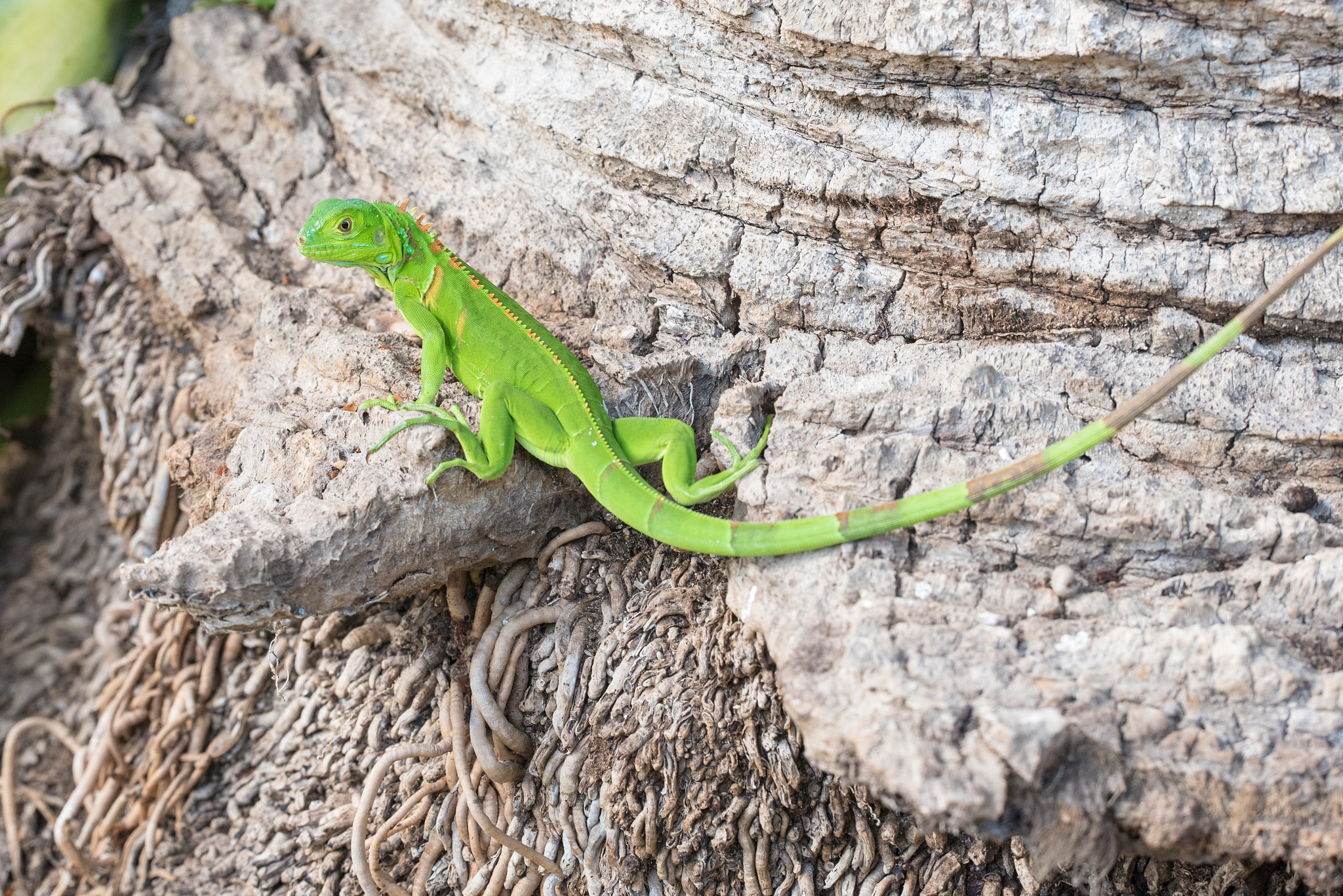 Sigma 150mm F2.8 EX DG OS Macro HSM sample photo. Green lizard photography