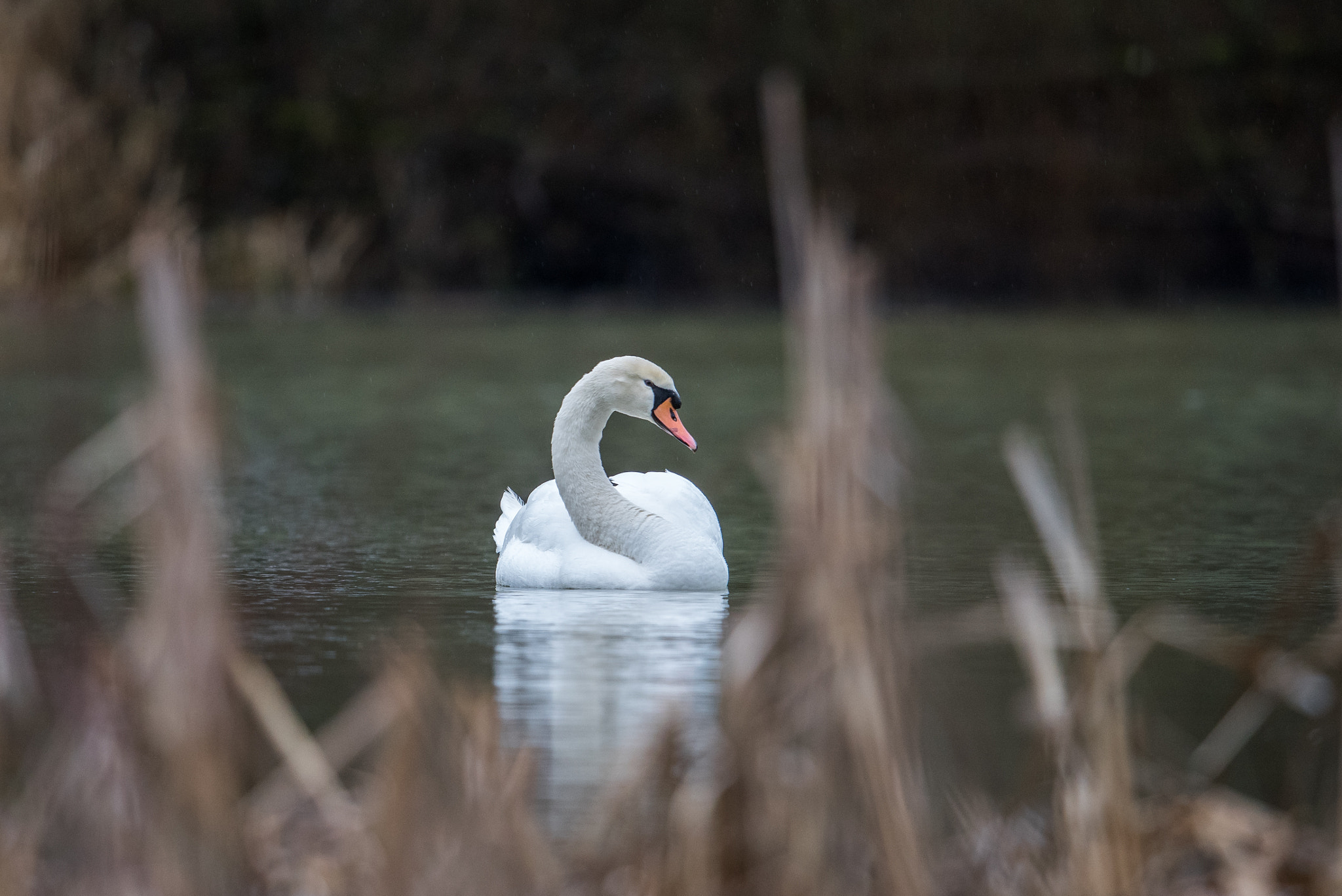 Nikon D810 + Nikon AF-S Nikkor 600mm F4G ED VR sample photo. Cygne photography