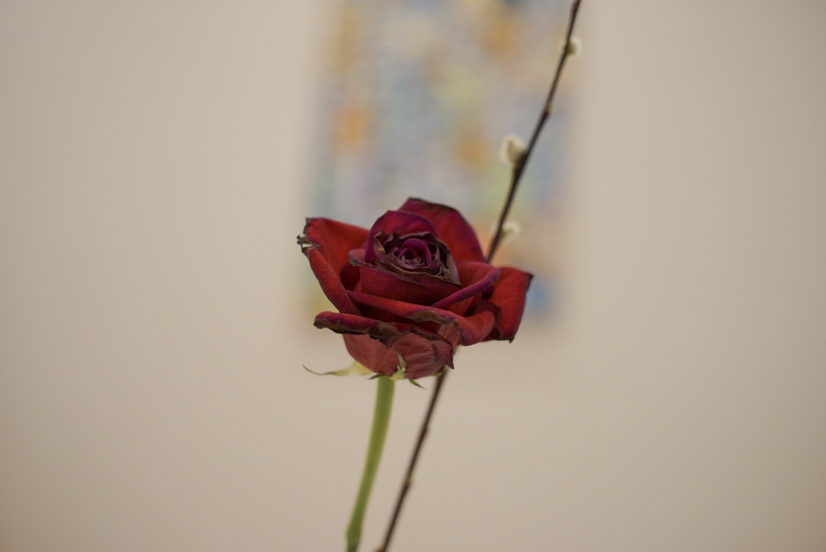 E 50mm F2 sample photo. Rose photography