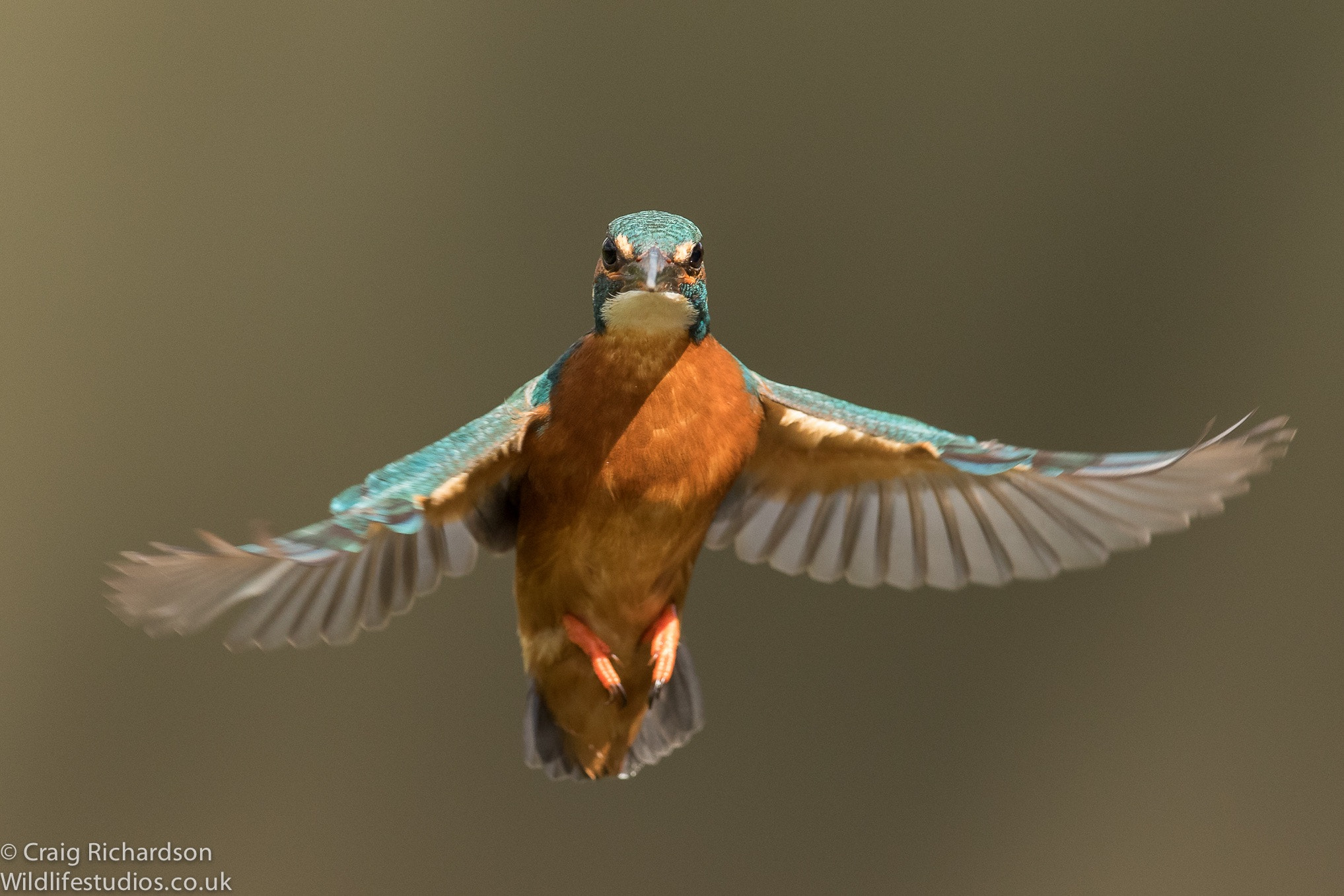 Canon EOS 7D Mark II sample photo. Kingfisher hovering photography