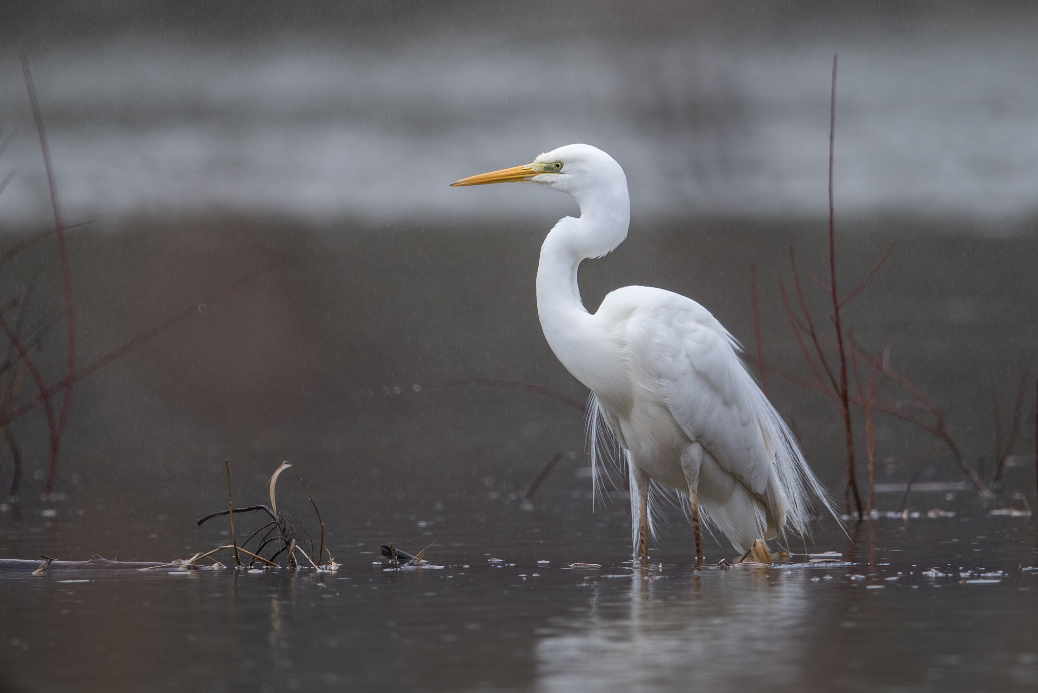 Nikon D810 sample photo. Aigrette photography