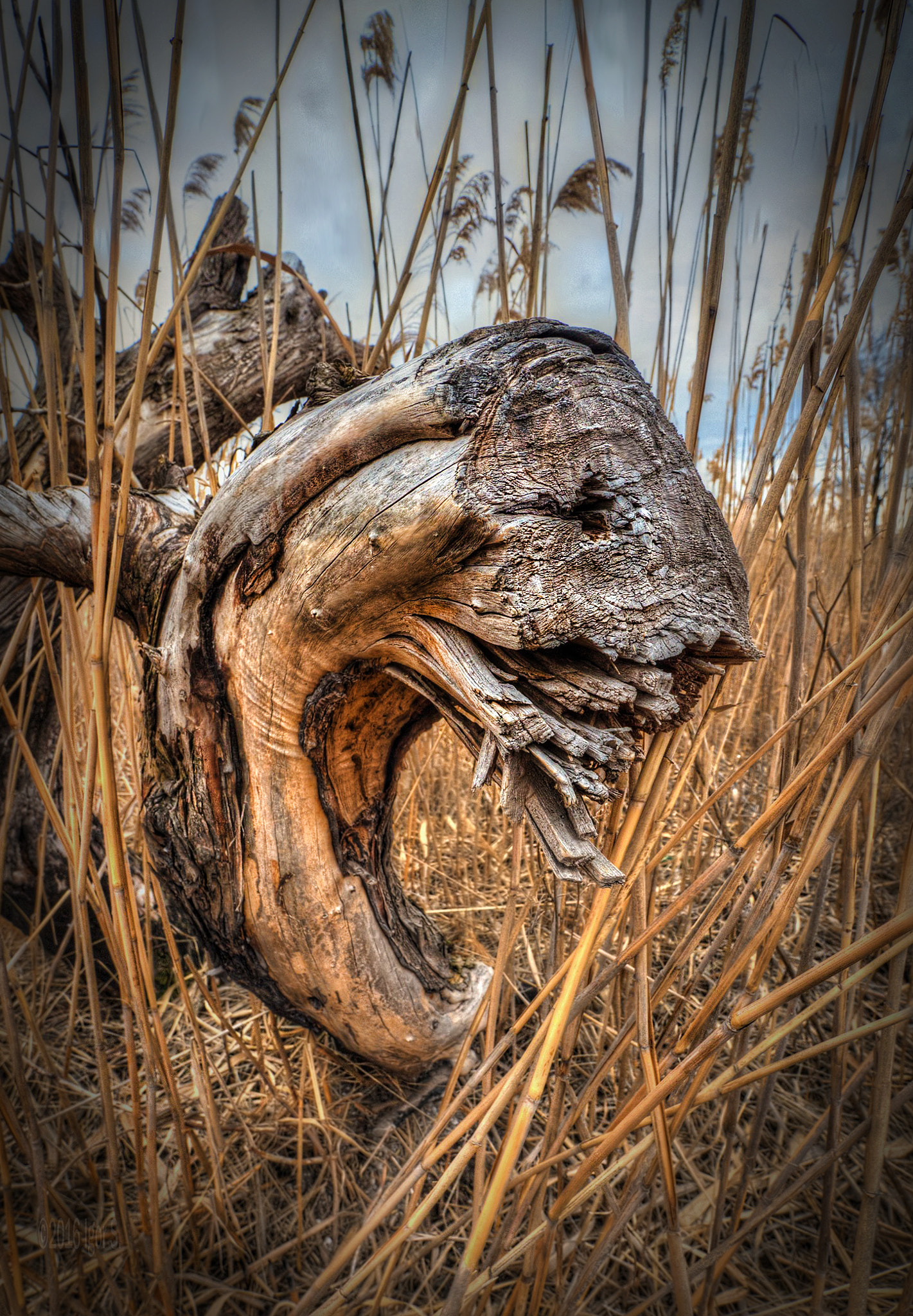 Panasonic Lumix DMC-GX8 + Panasonic Lumix G Vario 7-14mm F4 ASPH sample photo. Stump lrmdandmore tonemapped copy photography
